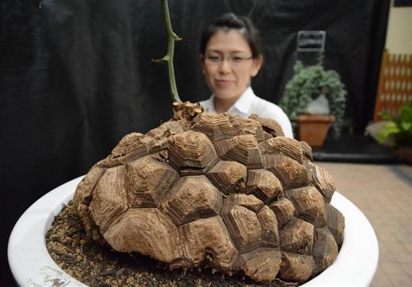 根はカメなんですわ 甲羅のような「亀甲竜」など変わり種植物 ...