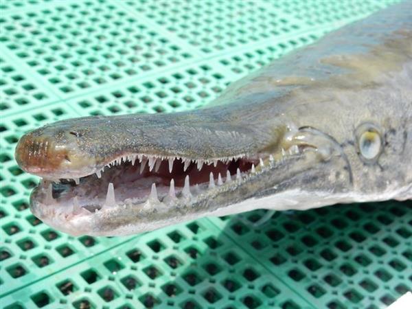 関西の議論 安易に川に放すな 外来肉食魚アリゲーターガーｖｓ漁協 捕獲作戦の電気ショックで浮かんだ危惧 2 4ページ 産経ニュース