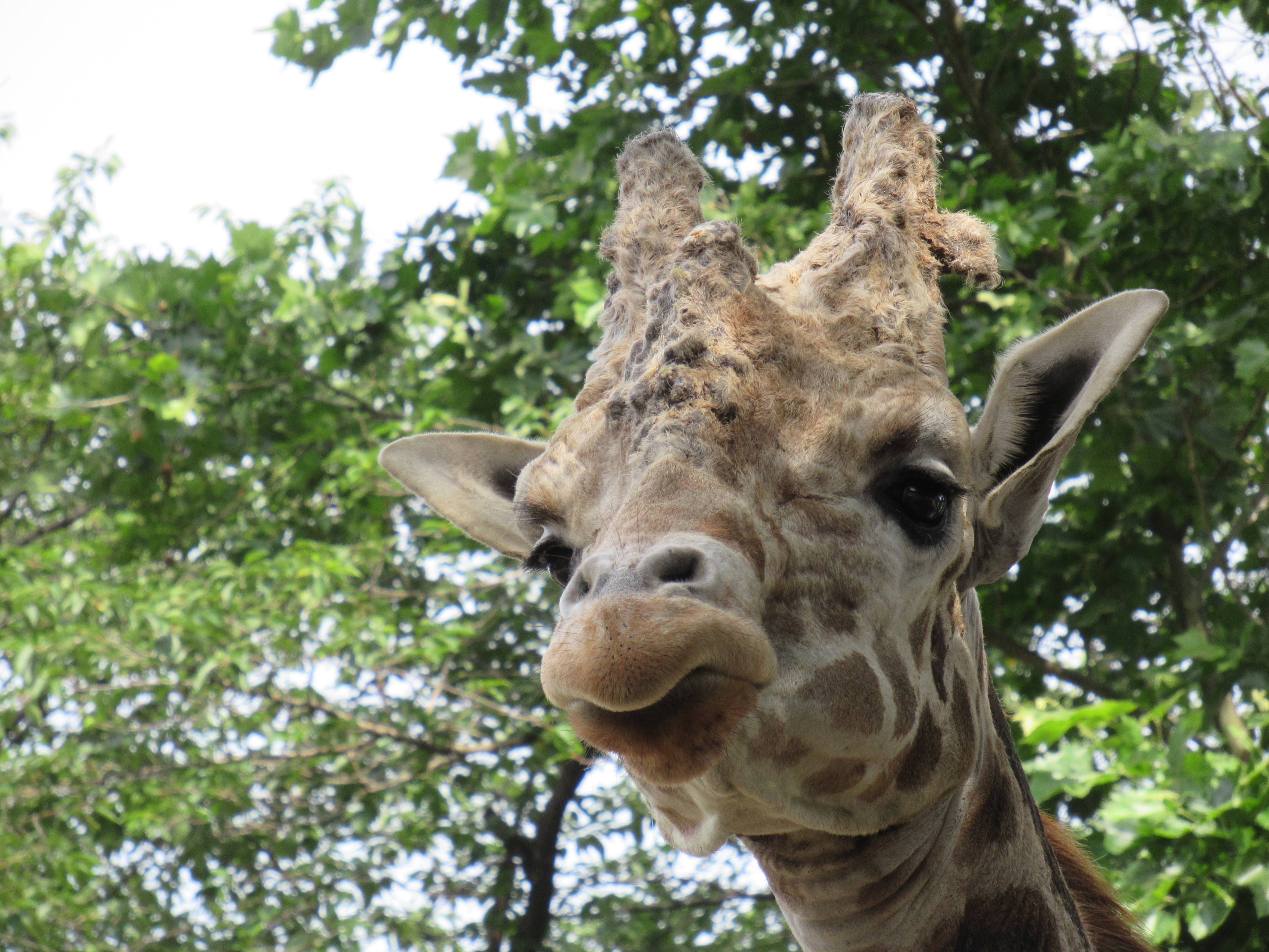 ｆｉｇｈｔ１０ いきもの巡り ハツカは国内最高齢のおじいちゃんアミメキリン 宇都宮動物園 1 2ページ 産経ニュース