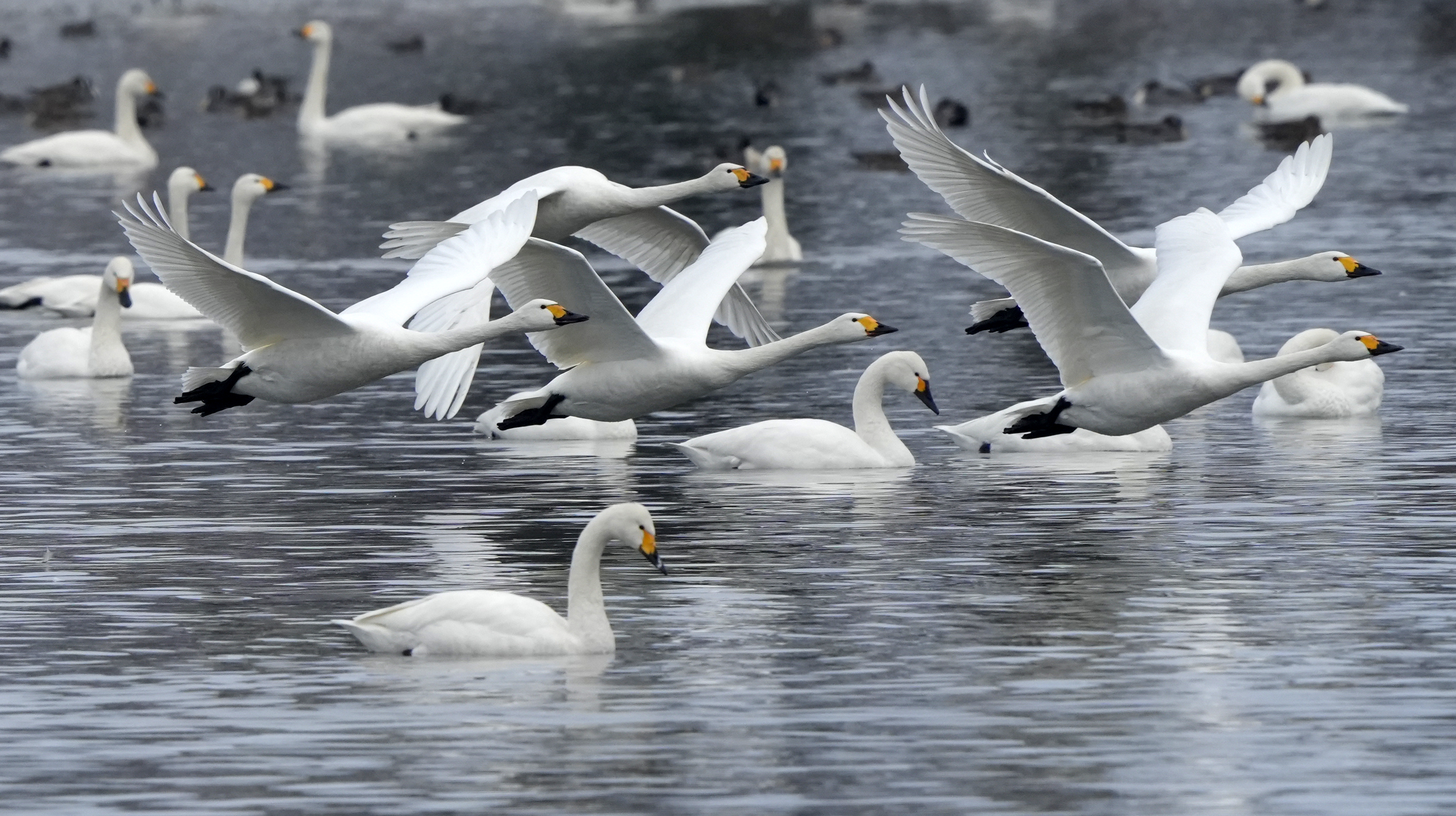 瓢湖と白鳥 瓢湖の白鳥おじさん(阿賀野市) (新潟県) 」について詳しく見る