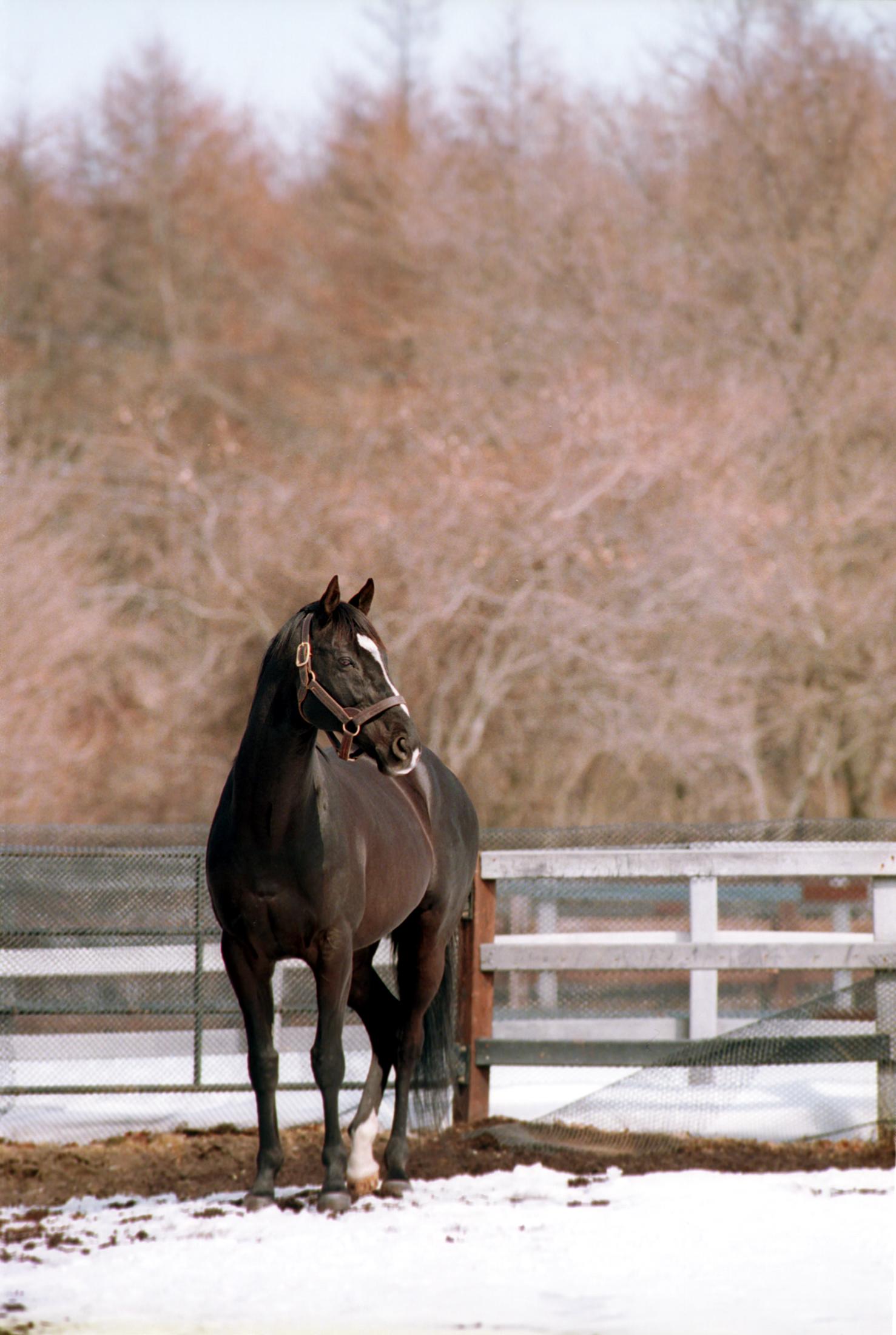 レジェンドジョッキー2人が見続けた「日本競馬60年の変化」 岡部
