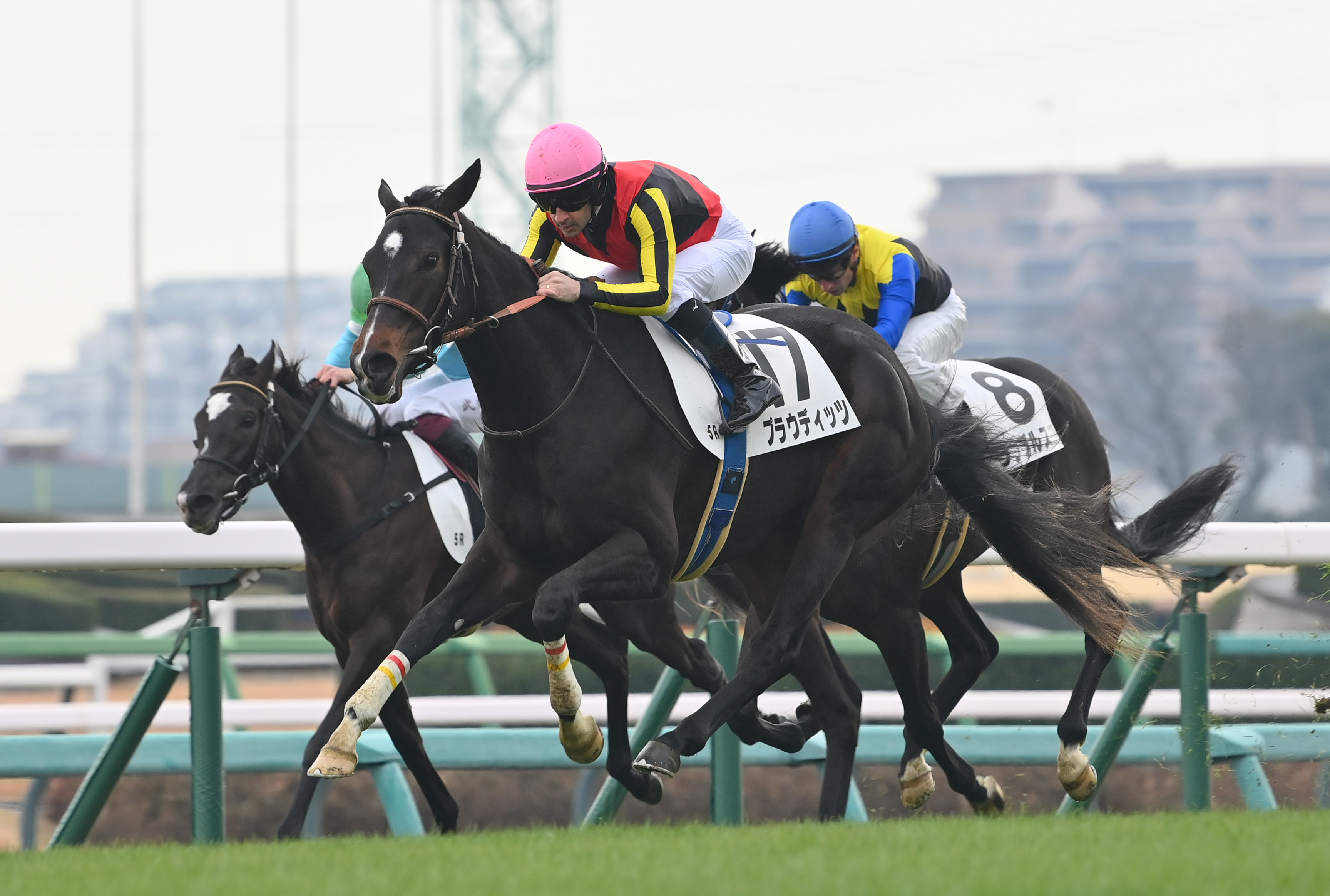 競馬　馬　５体セット 2歳新馬・中山5R】プラウディッツが1番人気に応えて快勝 - サンスポZBAT!
