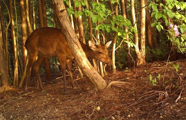 和歌山でニホンジカの夜間銃猟スタート…農作物被害から守れ - 産経ニュース