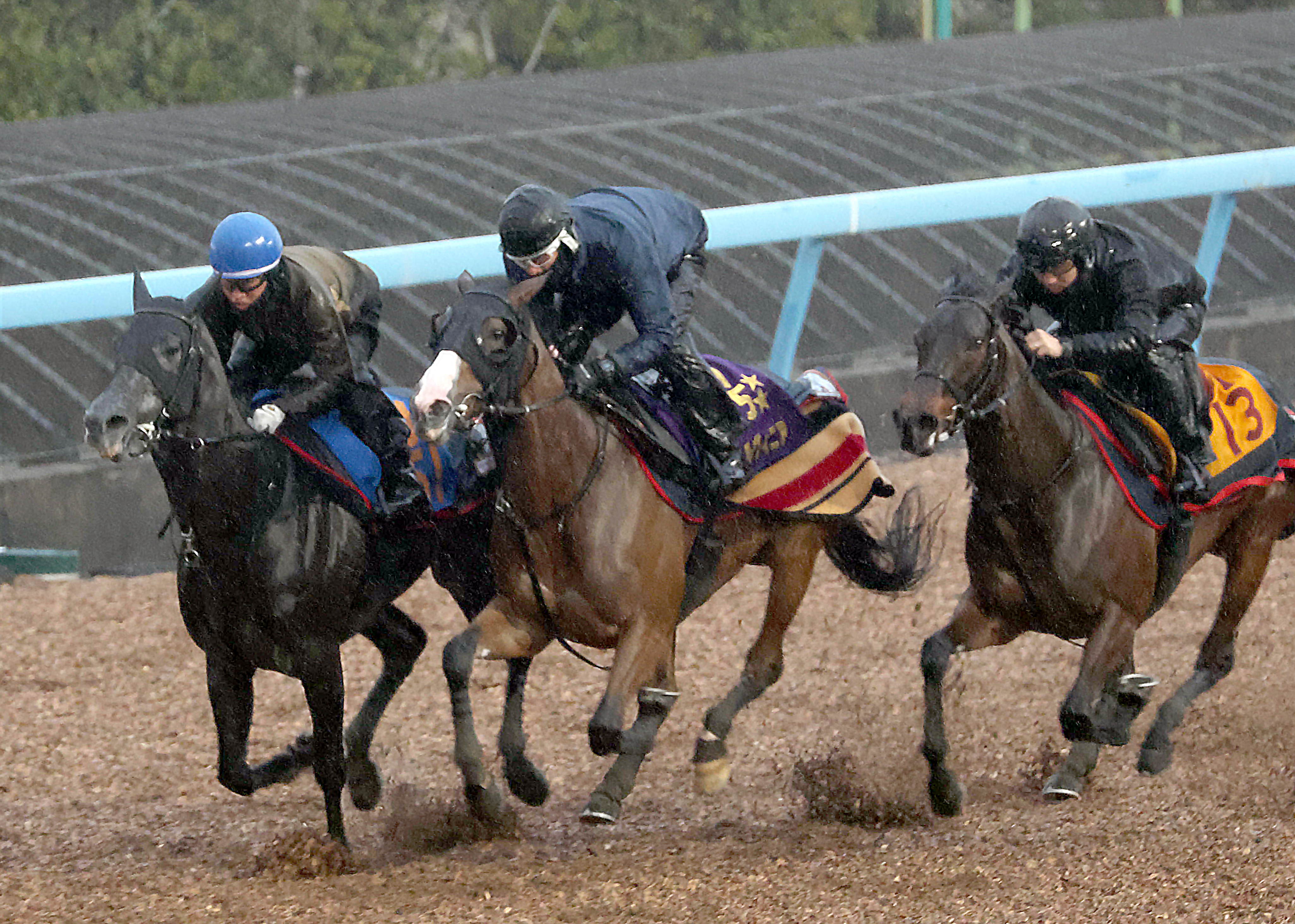 中山記念 追い切り】2冠牝馬チェルヴィニアは美浦W84秒0 太田助手