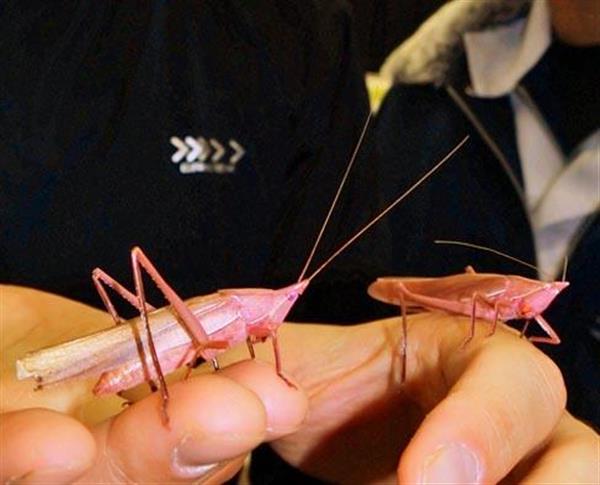 田んぼからピンクのバッタ 千葉県農大 社稷祭 で公開中 産経ニュース