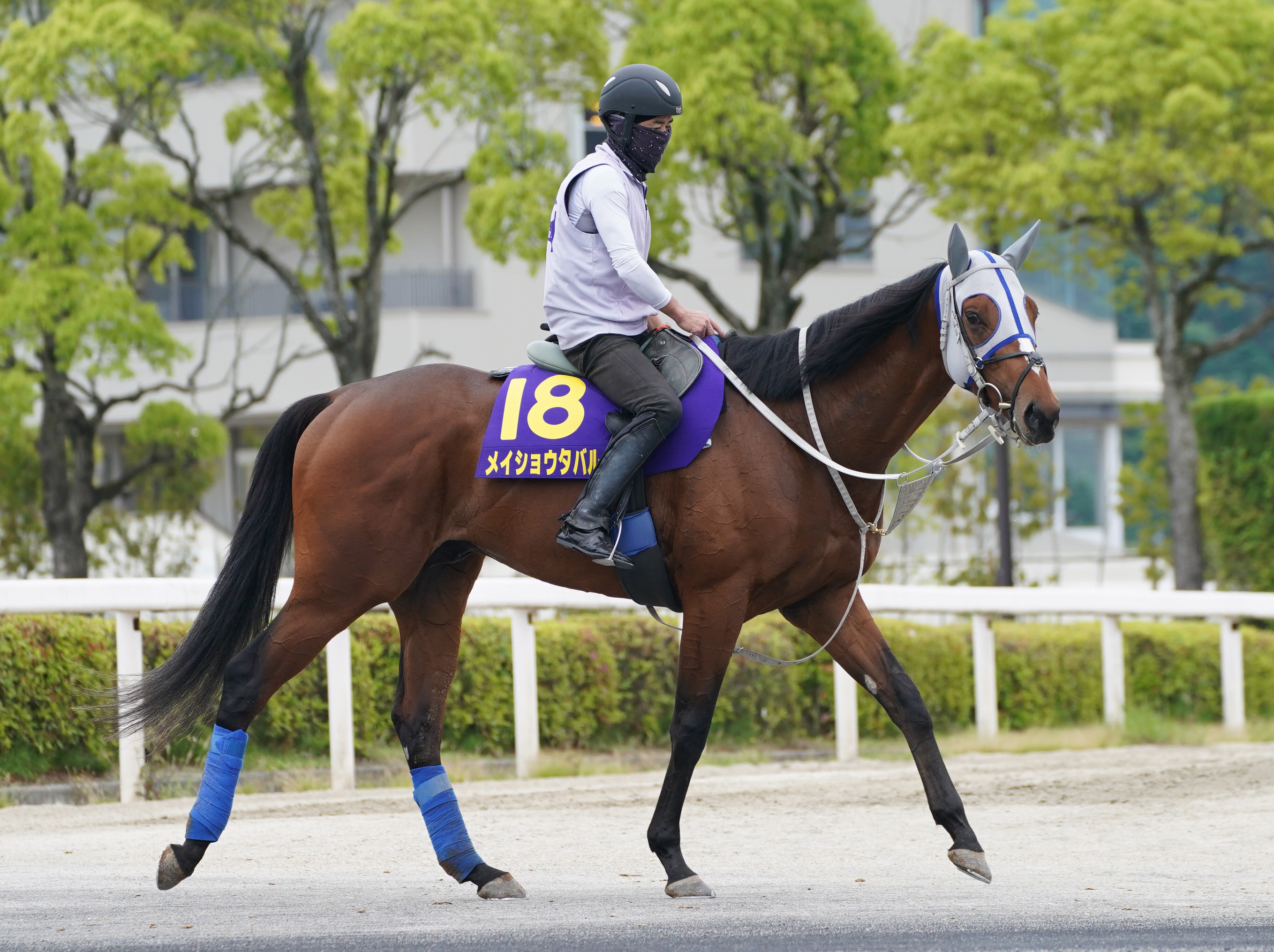 ⑧枠16番のメイショウタバルが出走取消 26日の日本ダービー JRA
