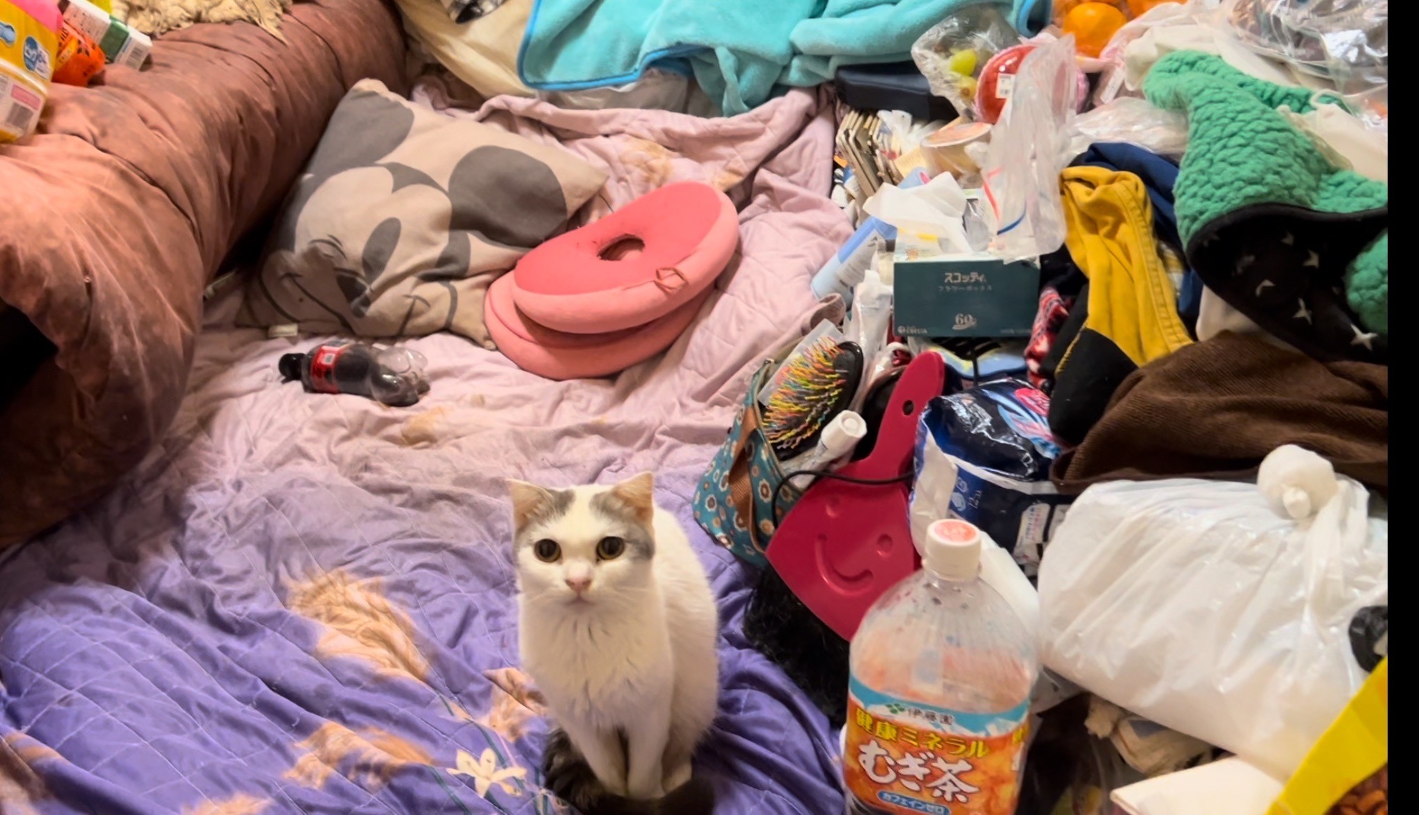 深刻度MAXのゴミ屋敷から猫20匹 支援拒否する飼い主の「心の扉」開いた