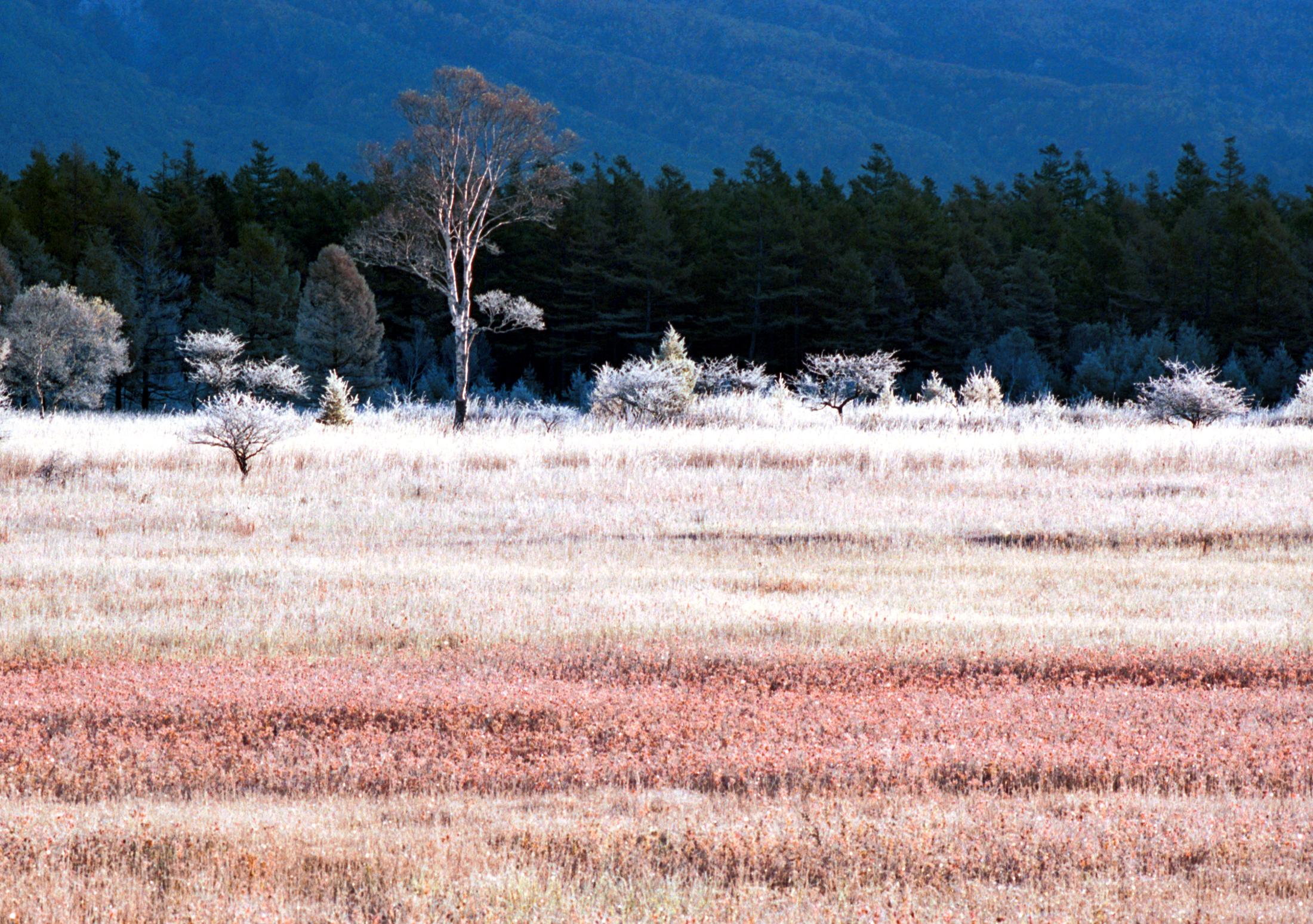 日本画「小田代ヶ原」 SHYQOW2FNBJIPIGL4JKBKKDFKQ.jpg