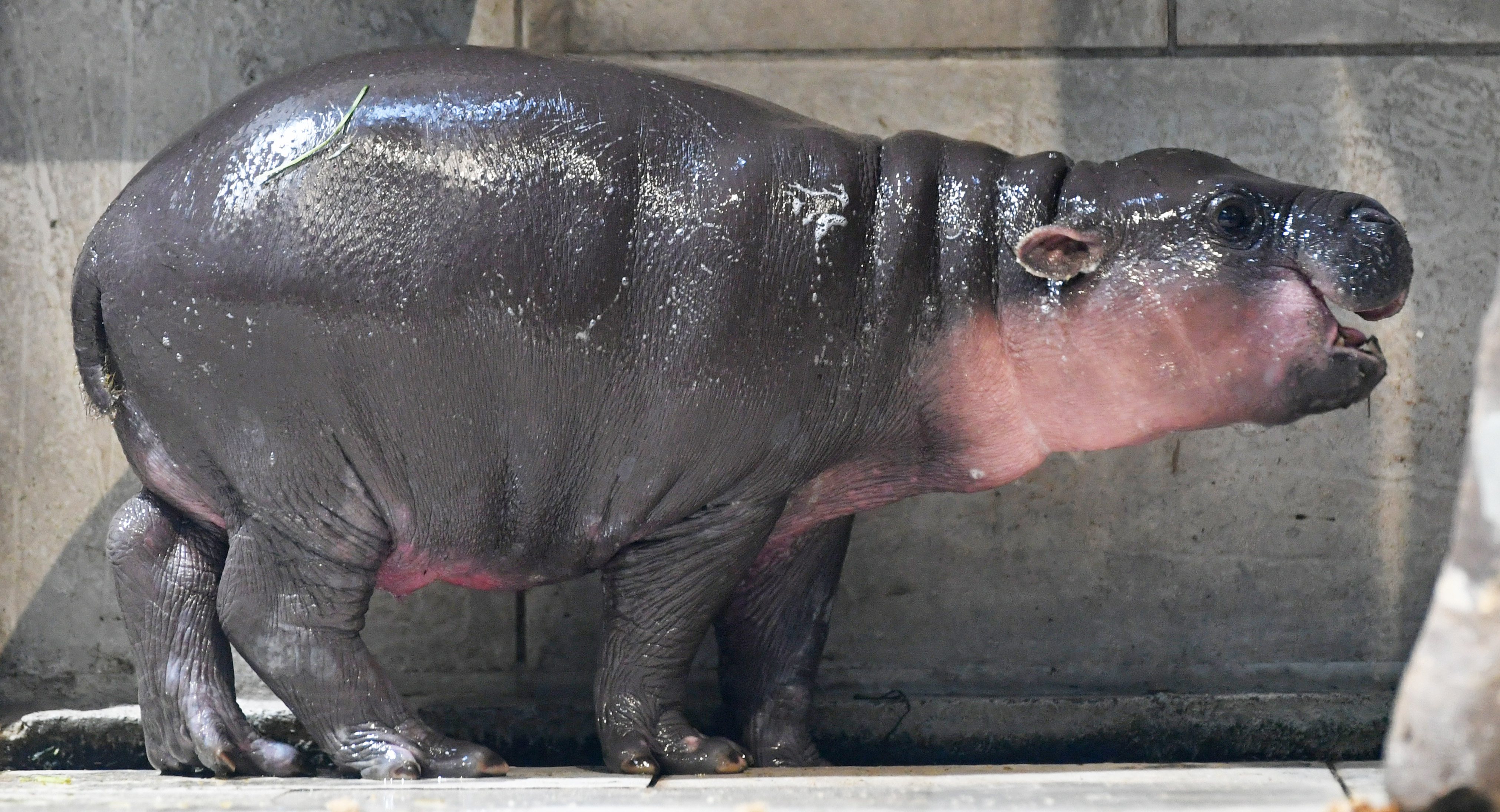 動画】【どうぶつ園のニューフェース】好奇心旺盛の甘えん坊 ミニカバ
