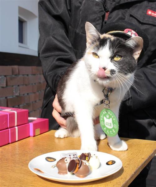 買ってほしいニャー 和歌山電鉄で たま ニタマ チョコ販売開始 駅長見習い よんたまがｐｒ 産経ニュース