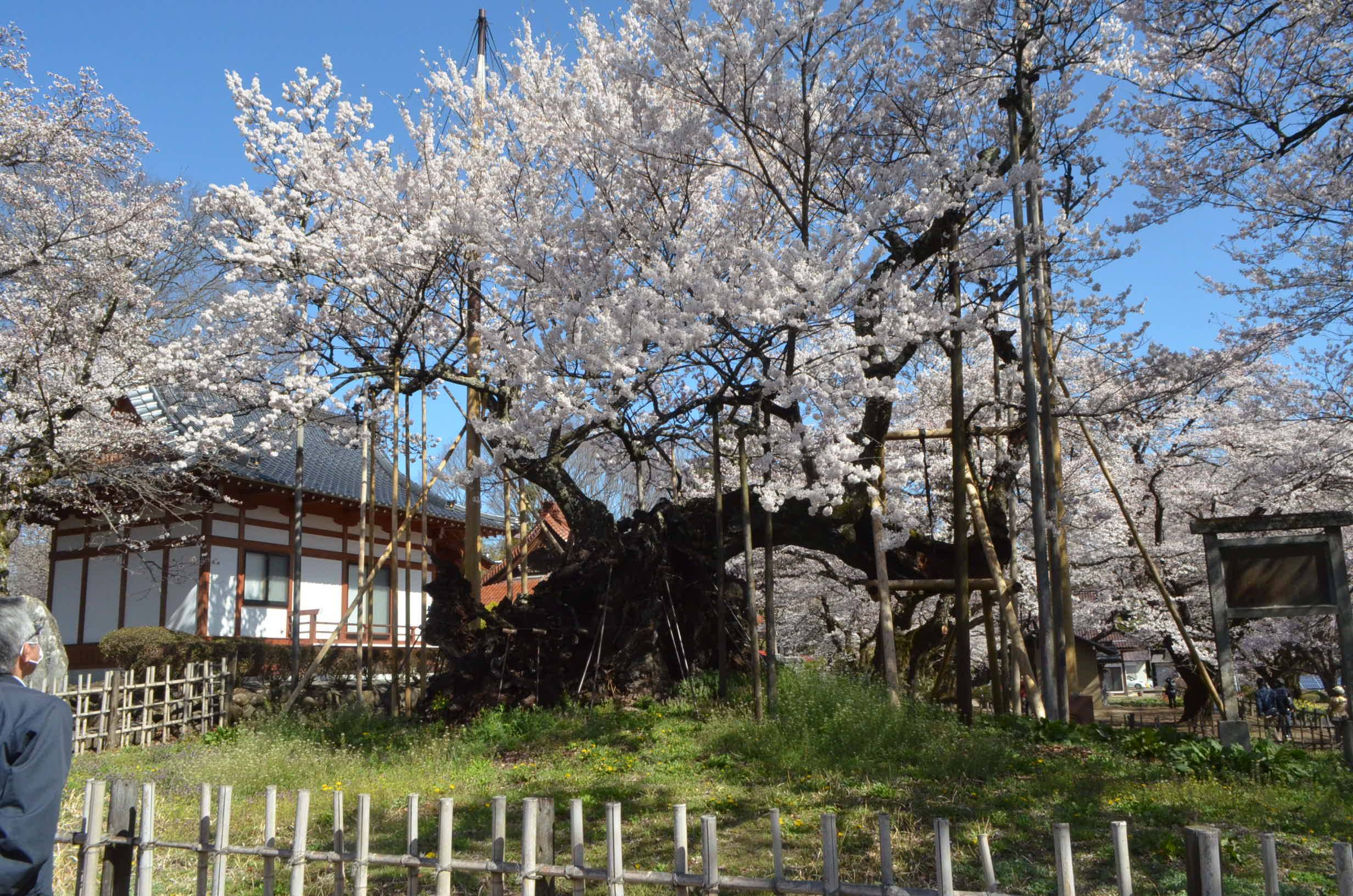 御朱印巡り 圧巻 樹齢２千年の神代桜 実相寺 山梨県北杜市 産経ニュース