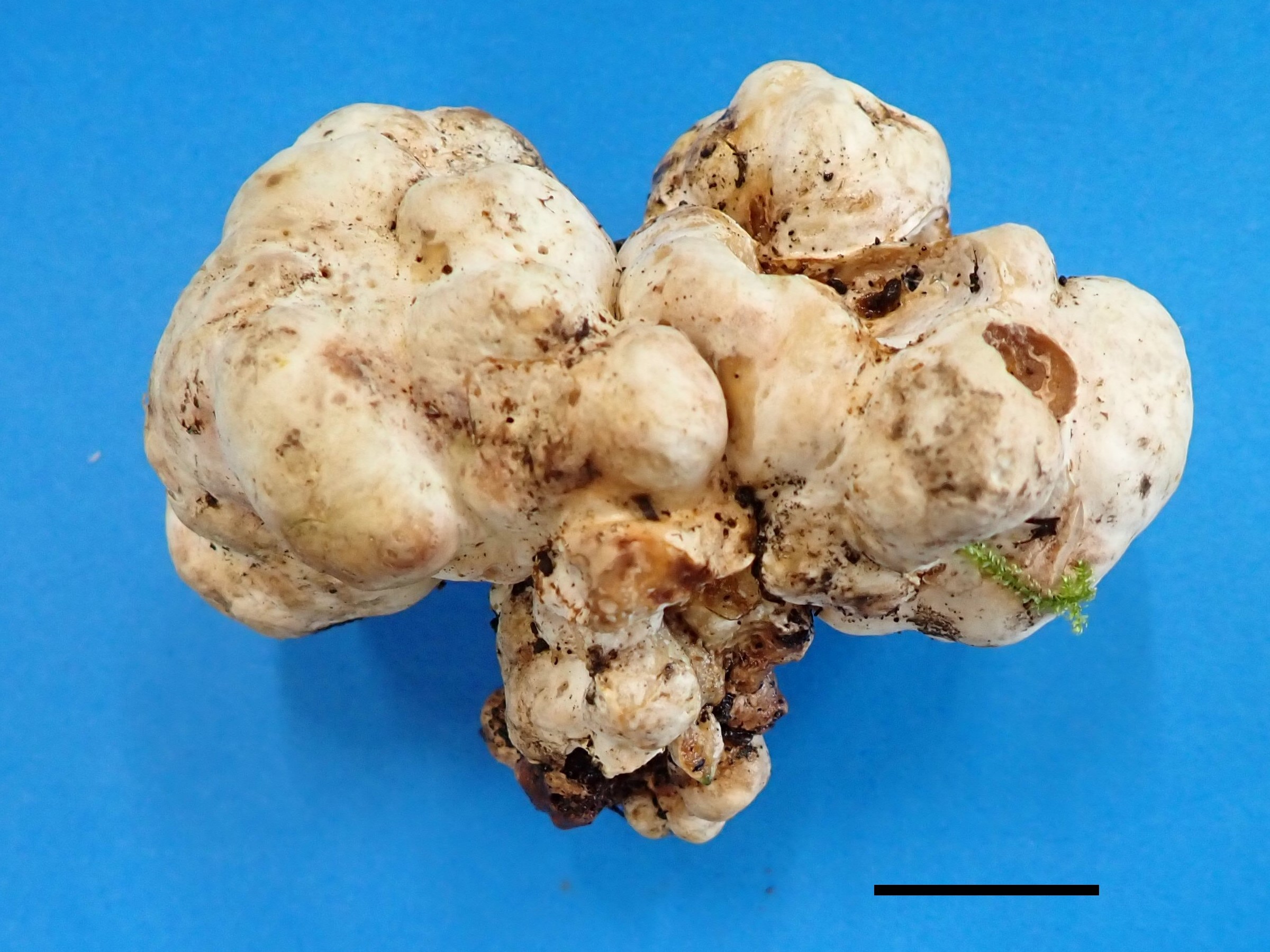 国産トリュフの人工的発生に成功 安価で購入できるようになる可能性も