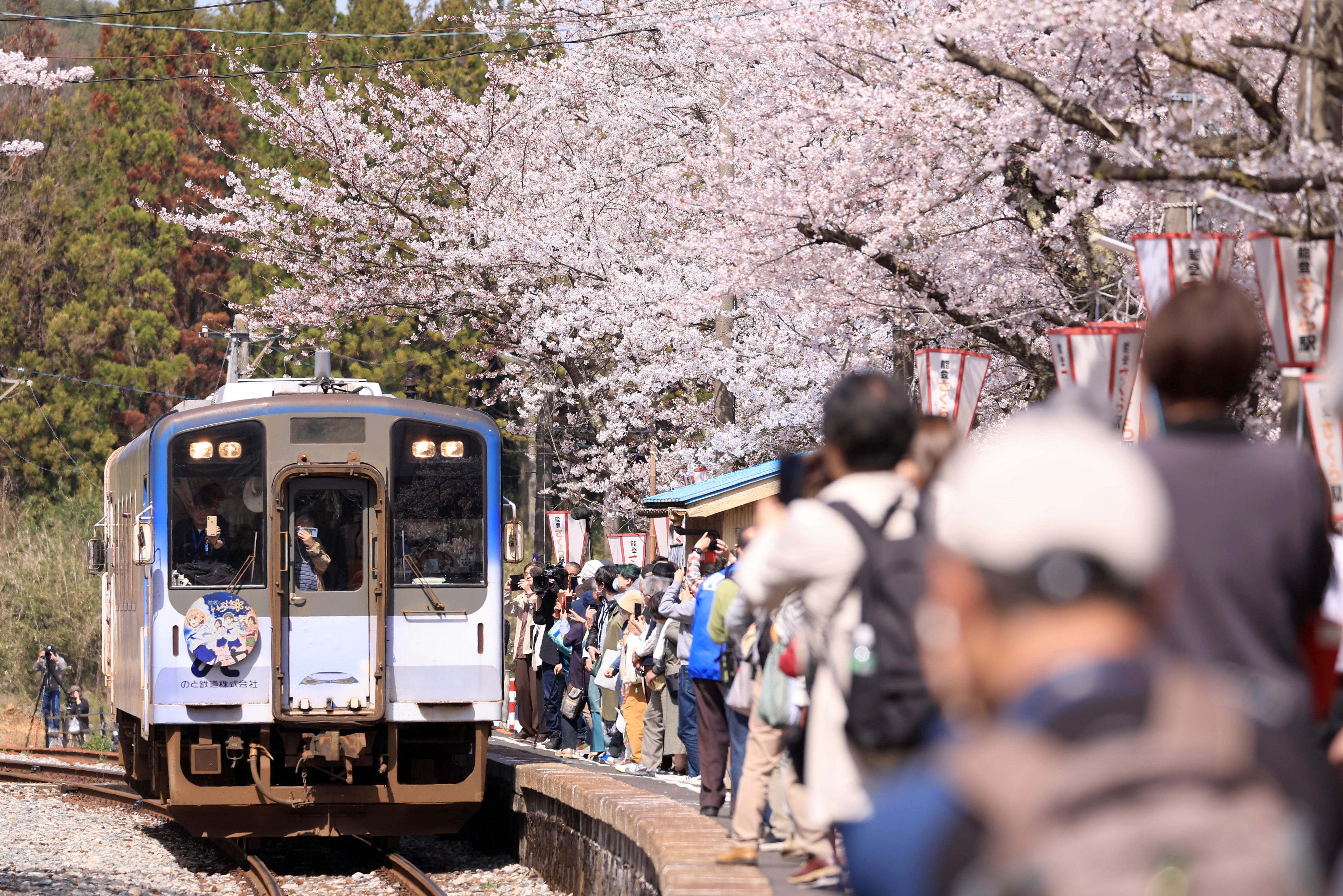 動画】桜のトンネル「能登さくら駅」 石川・のと鉄道 桜便り2024