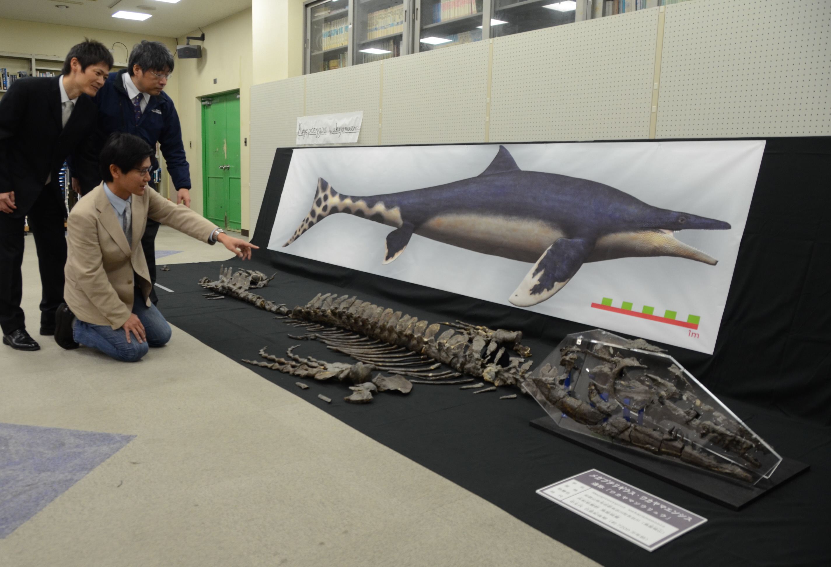 背びれに異様に大きな脚ひれ…モササウルス「ワカヤマソウリュウ」は新