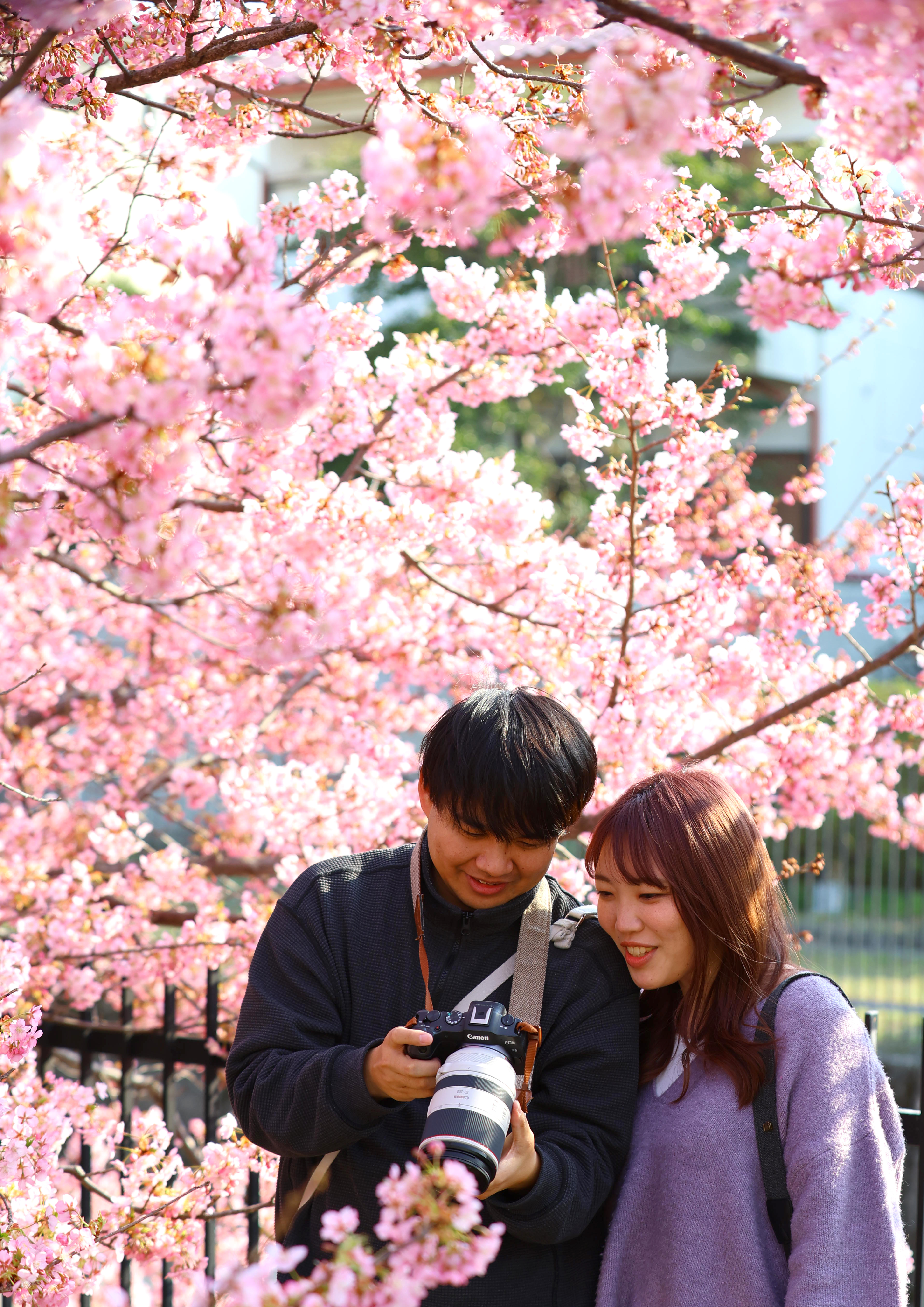 咲き誇るピンク一色、京都・淀水路の「河津桜」が見頃、今週までの