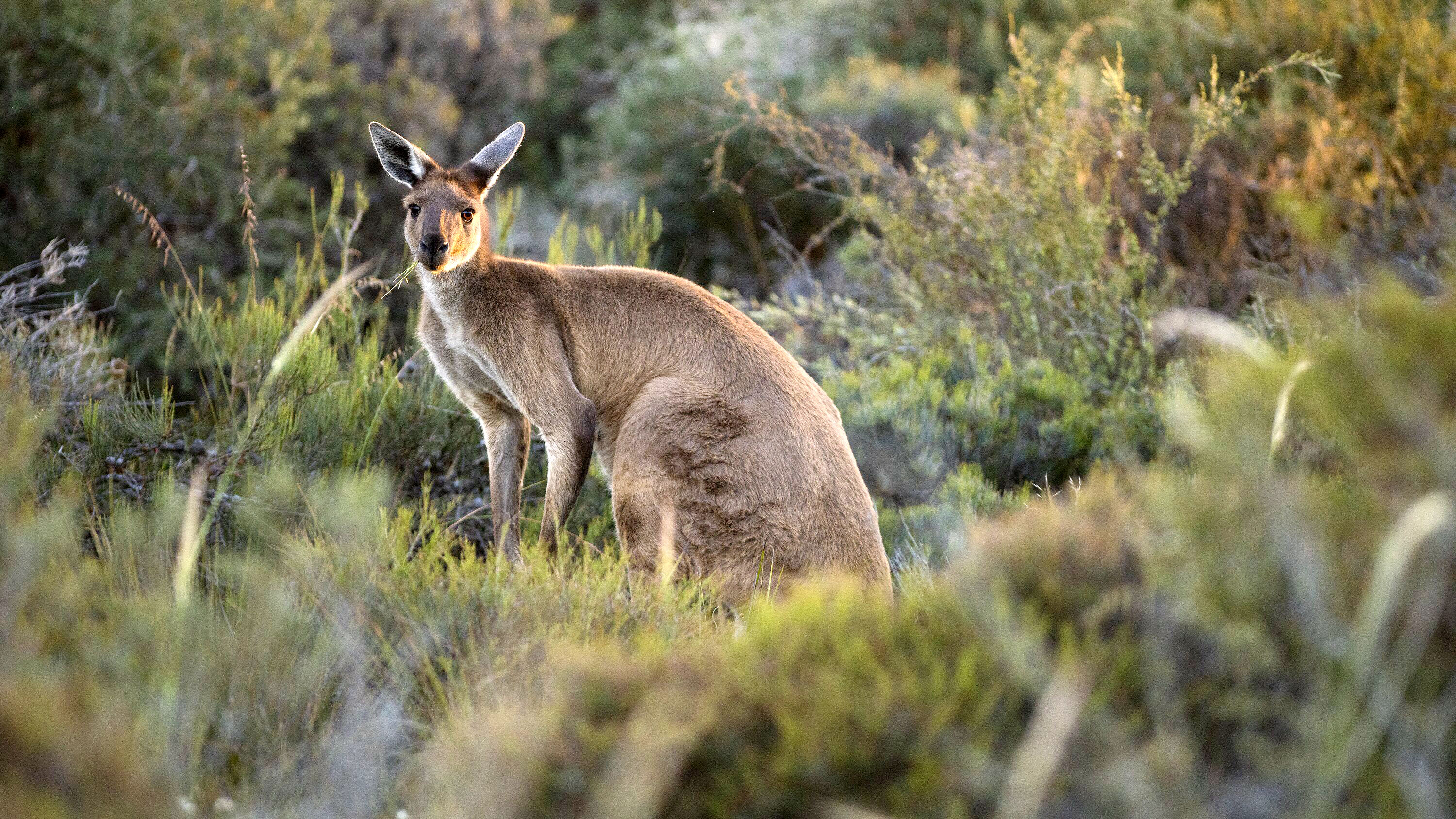 カンガルーに襲われ死亡 豪男性 ３６年以来の事故か 産経ニュース