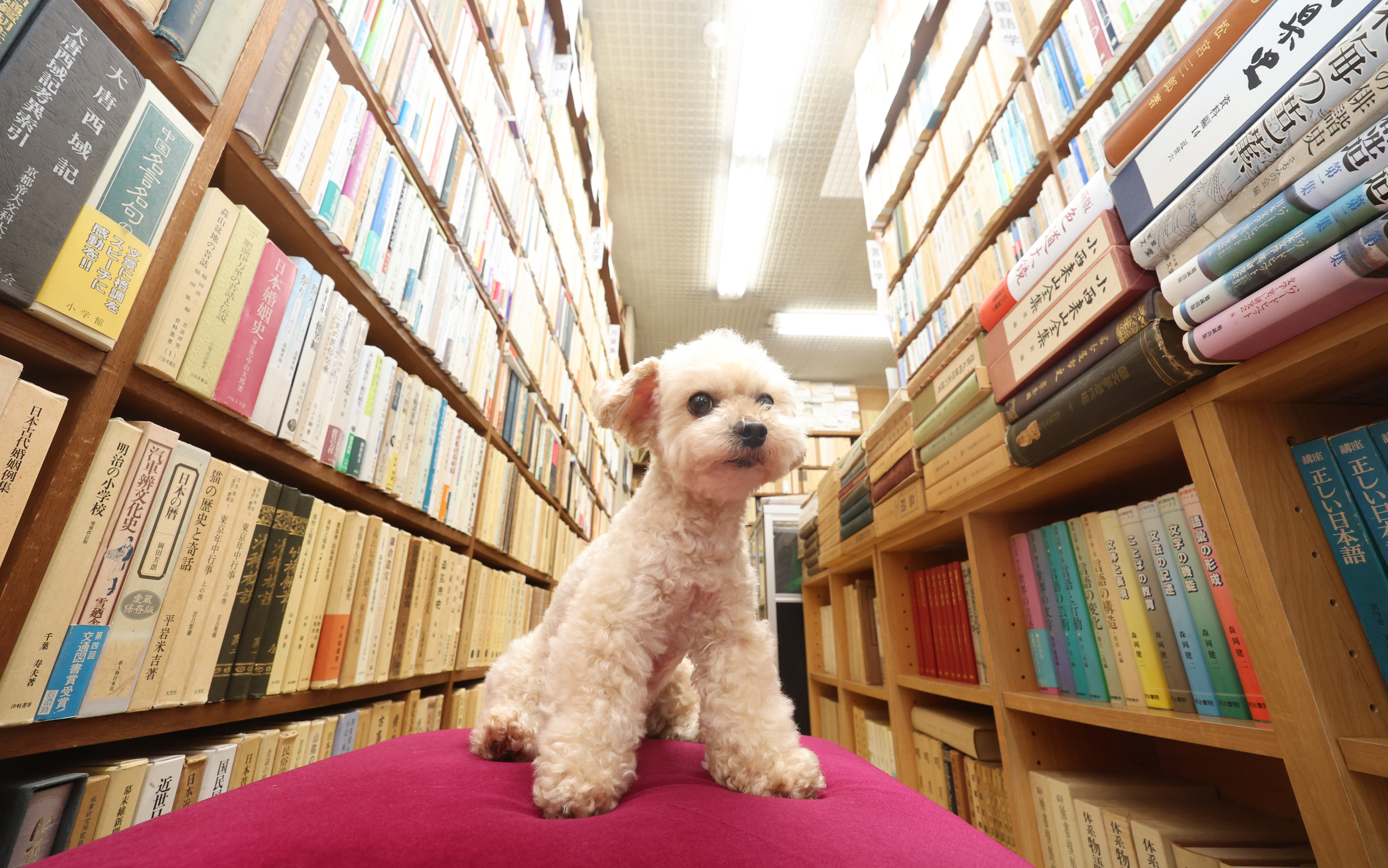 東京・神田の古書店にかわいい〝営業部長〟 週1で出勤する看板犬「し