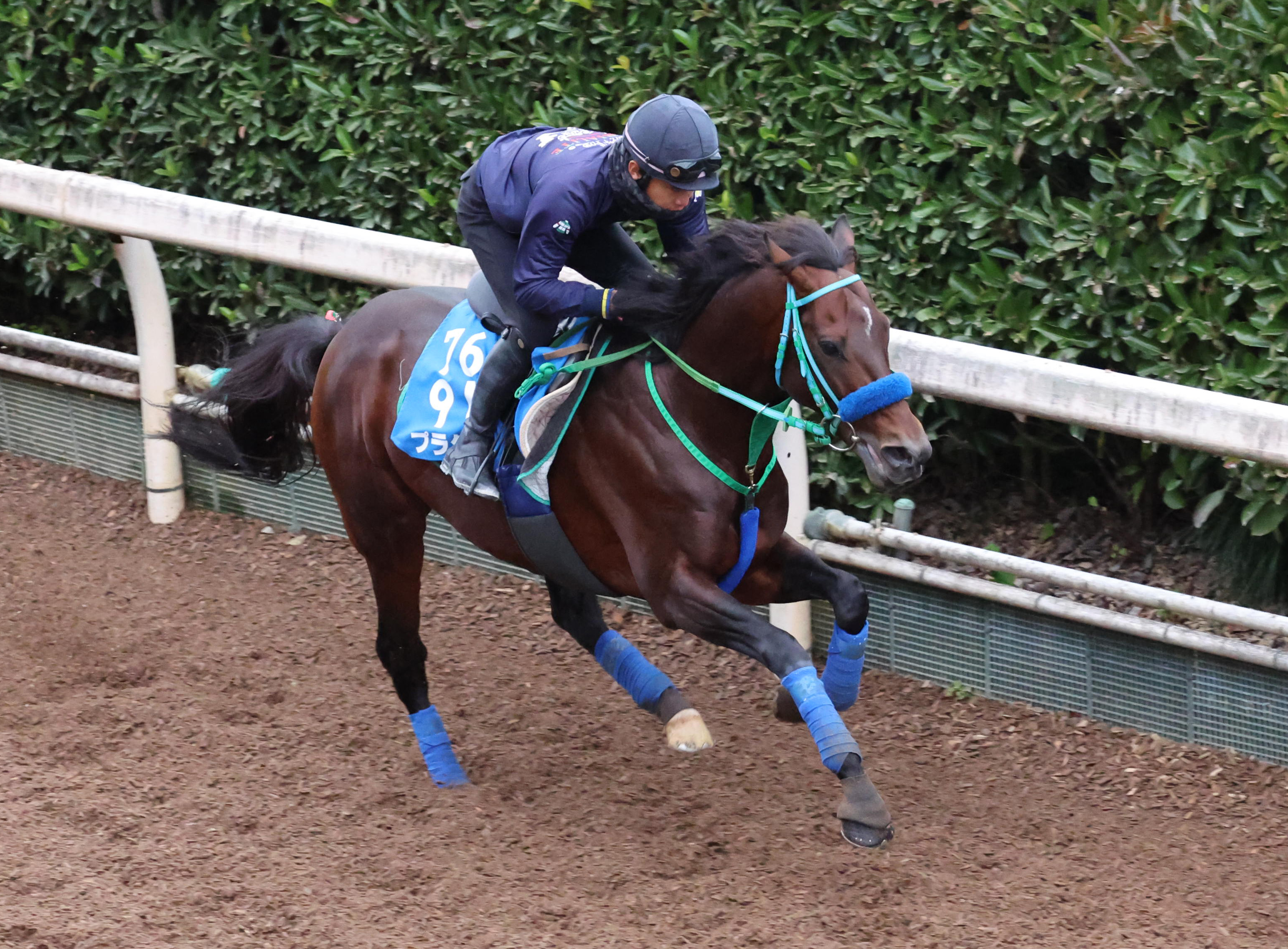 アルゼンチン共和国杯 追い切り】プラダリア、坂路で軽快〝変わり身