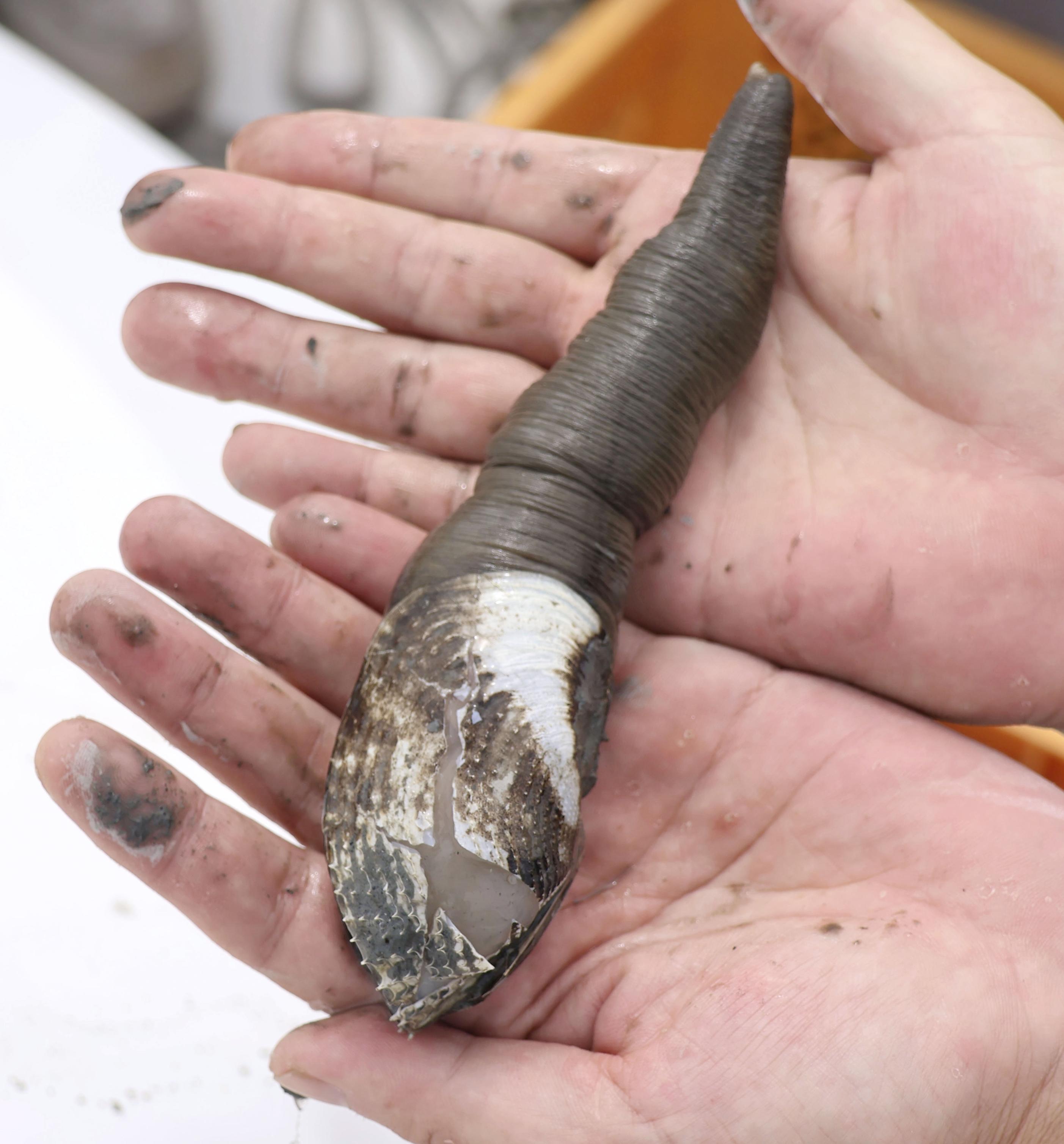 珍貝ウミタケ漁が解禁 有明海、17年ぶり - 産経ニュース