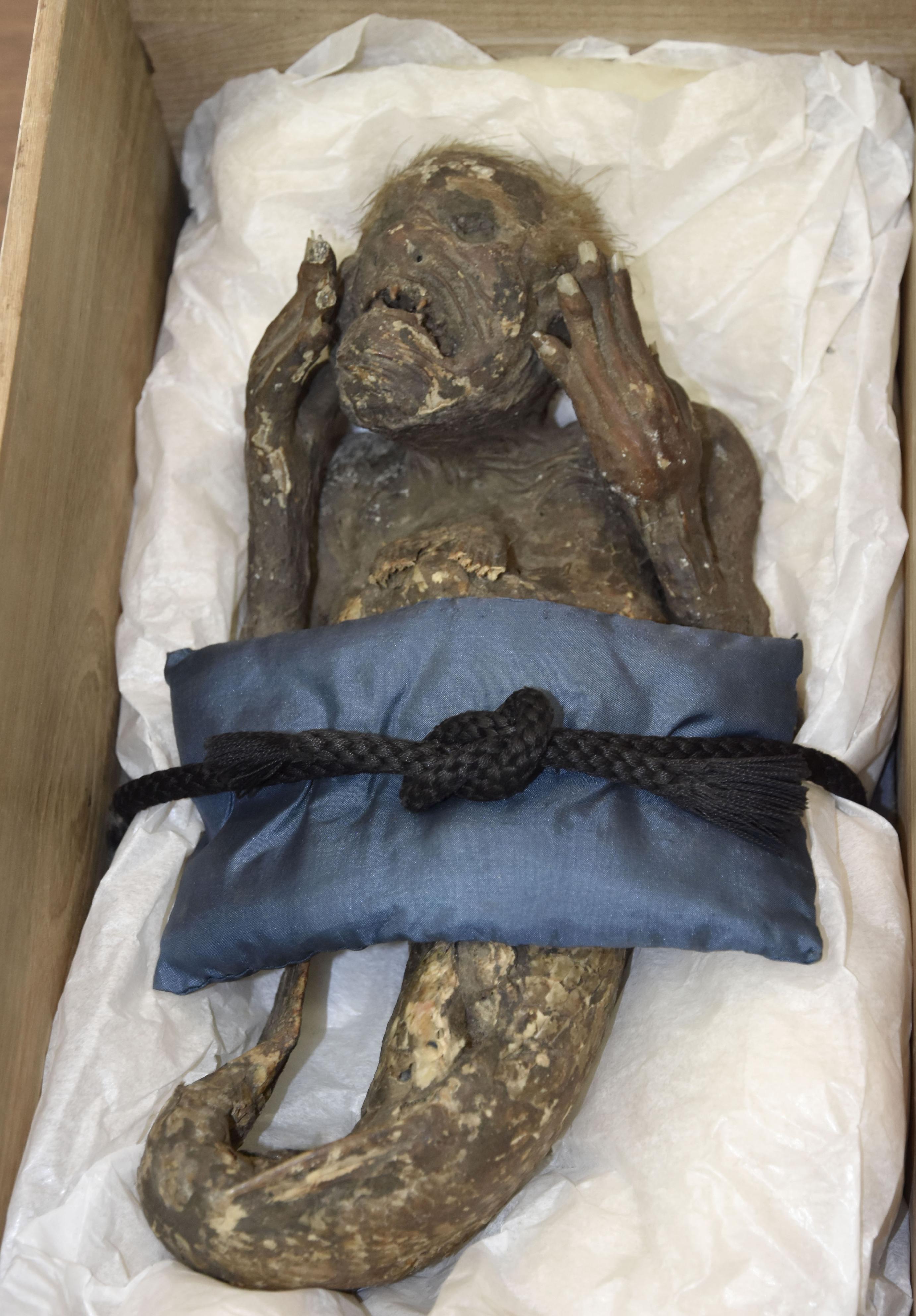 人魚のミイラ」分析開始 倉敷芸科大 - 産経ニュース