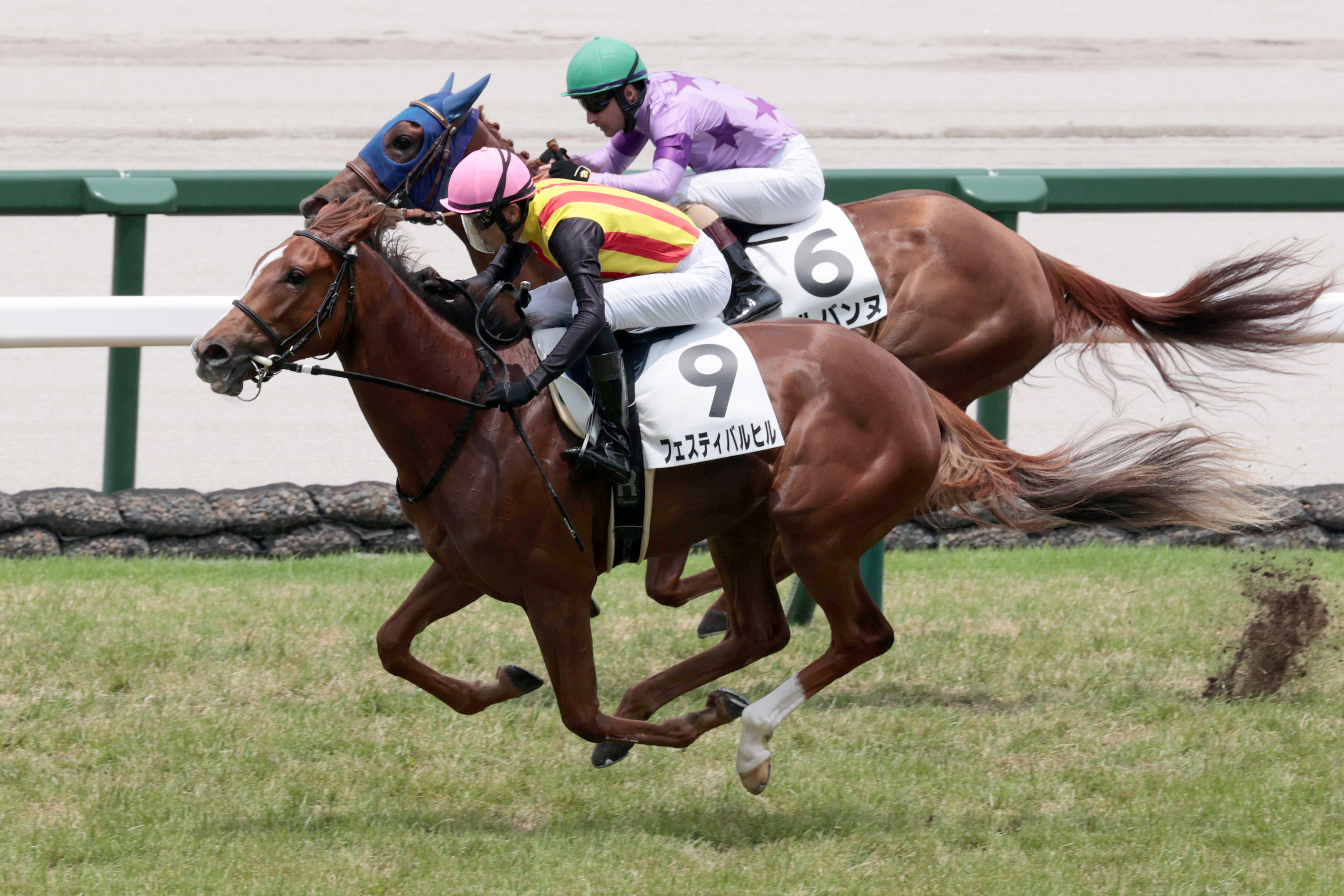 新潟2歳S 枠順確定】皐月賞馬の半妹フェスティバルヒルは4枠4番