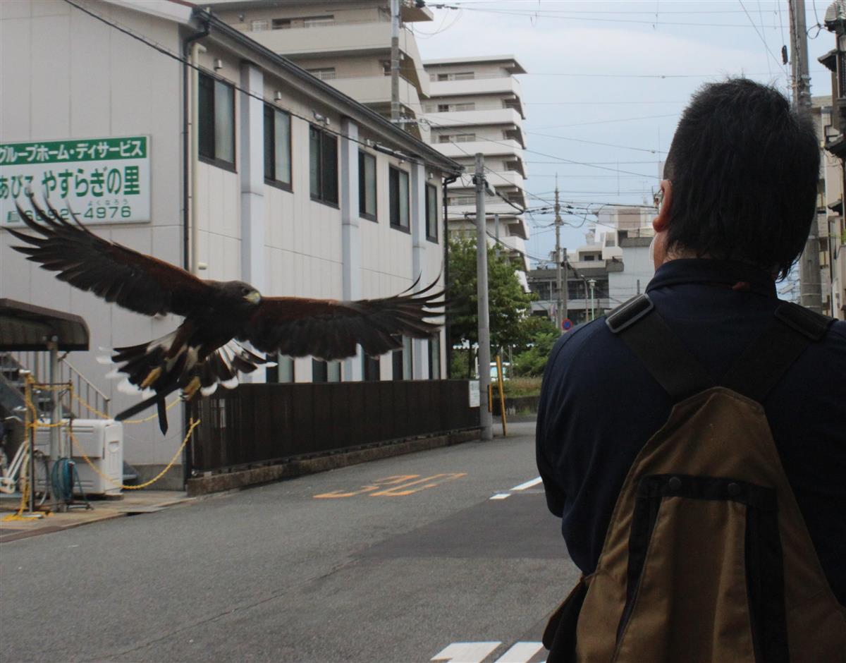 住民悩ます迷惑餌やり タカでハトやカラス撃退 産経ニュース