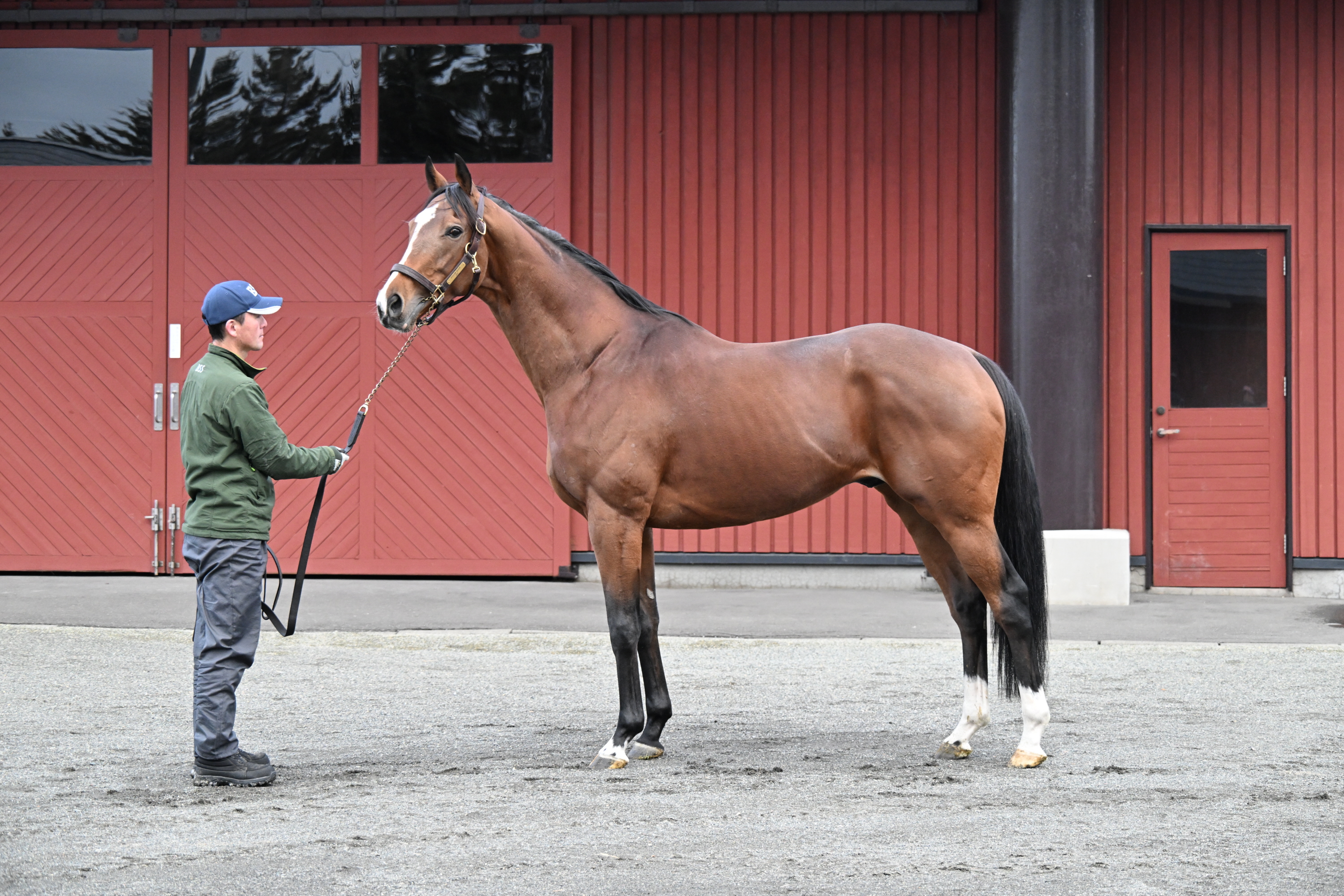 JRAポスター　ソールオリエンス 2023年の皐月賞馬ソールオリエンスがブリーダーズSSに到着 種付け料は
