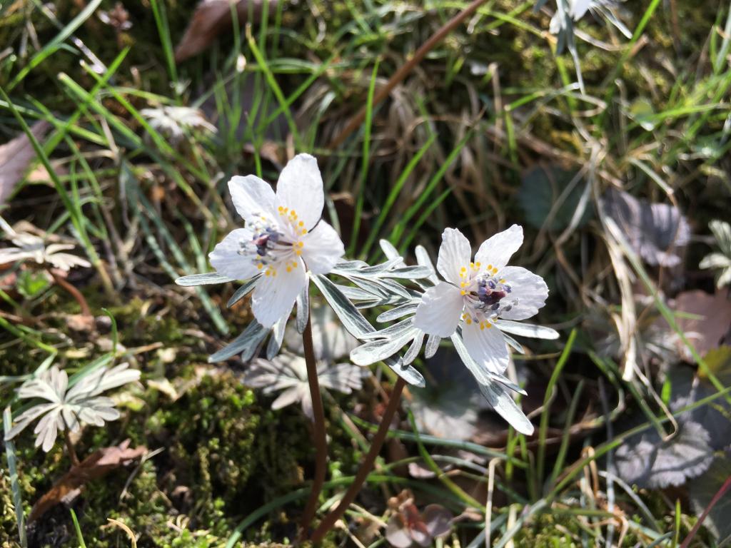 週末、山へ行こう】早春彩る可憐な花群生 堂上セツブンソウ自生地