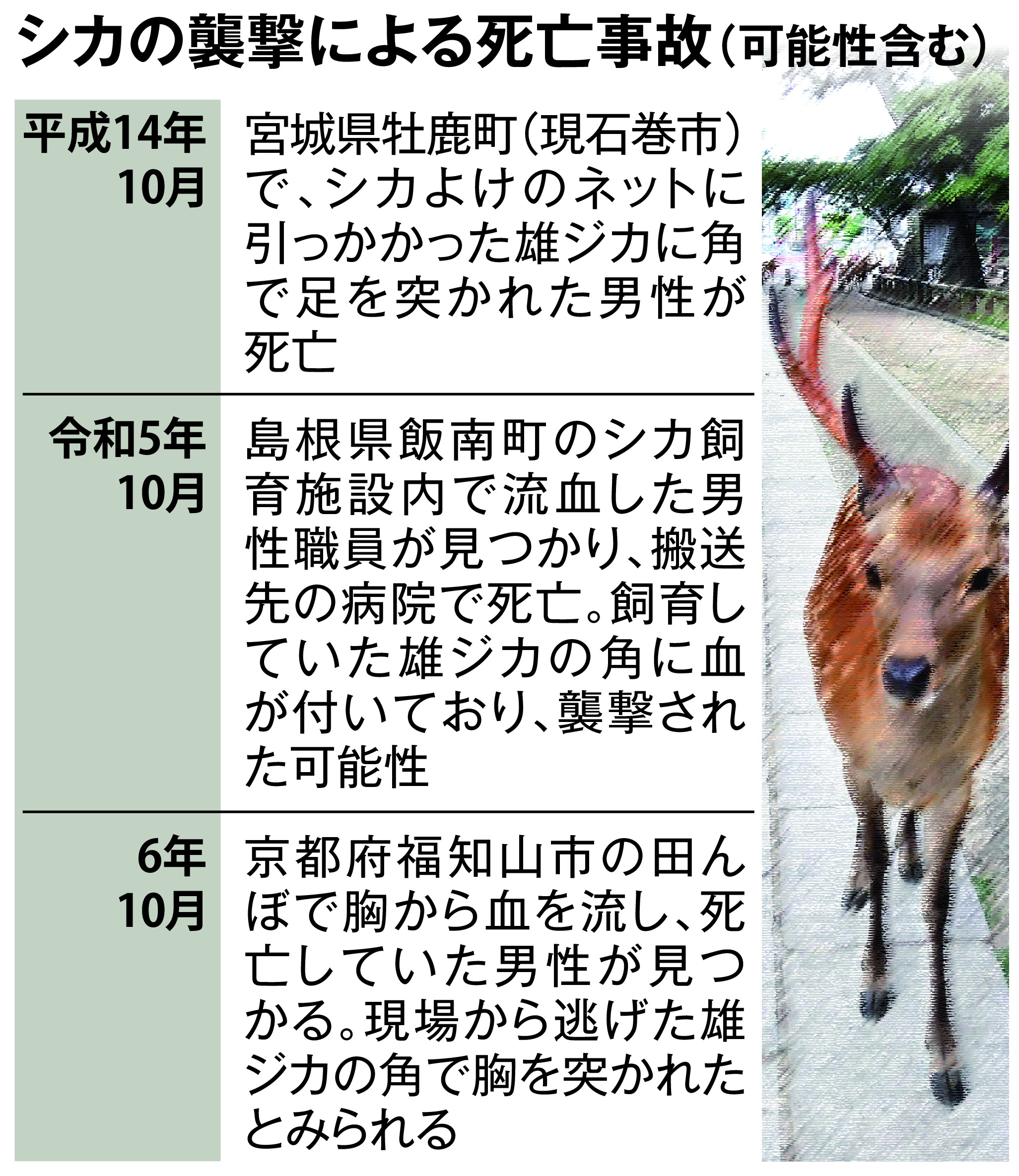 鹿の角 24時間以内発送 vol.3 シカの角 | 高尾ビジターセンター