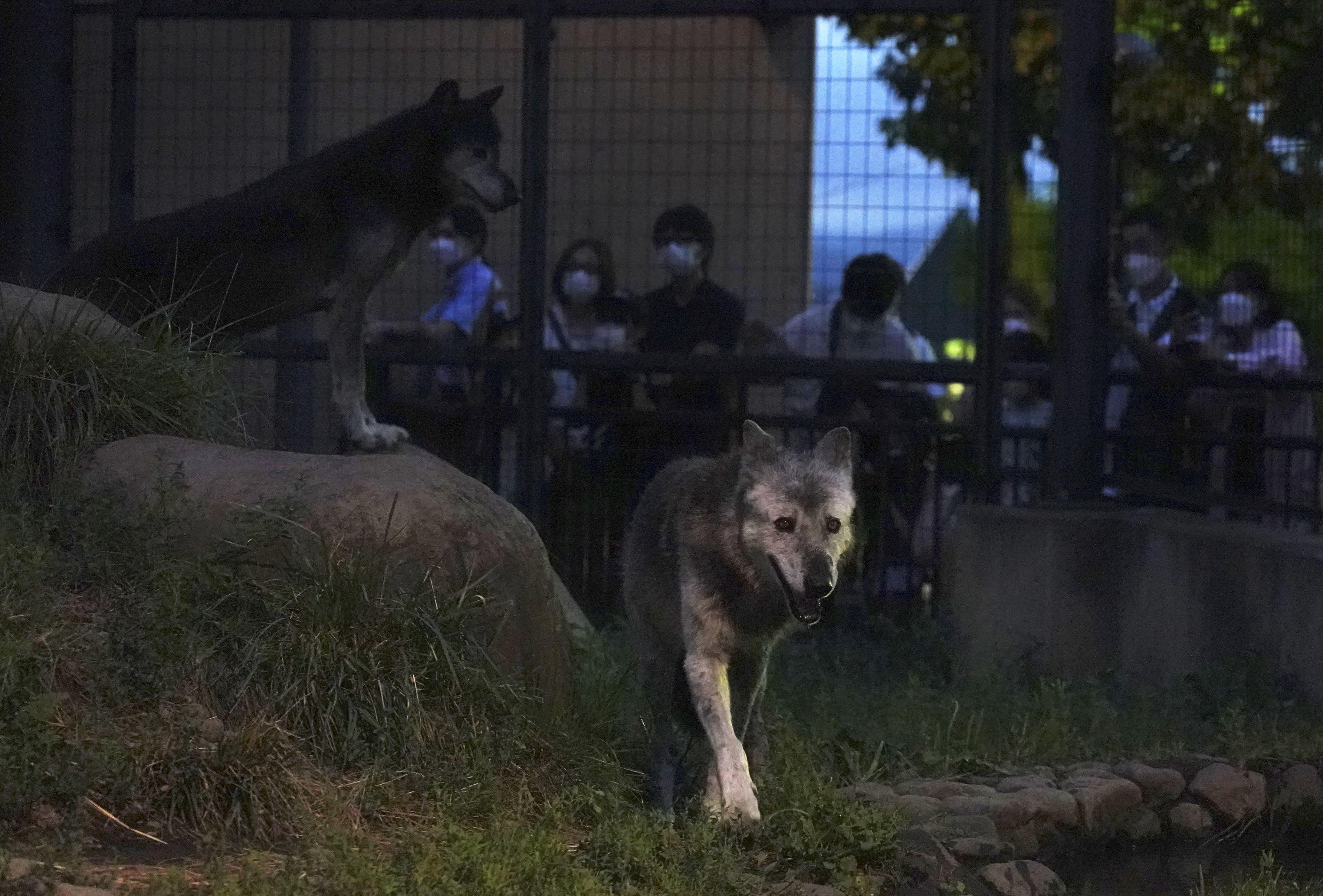 ひと味違う、夜の動物たち 北海道・旭山動物園で開園時間延長（写真