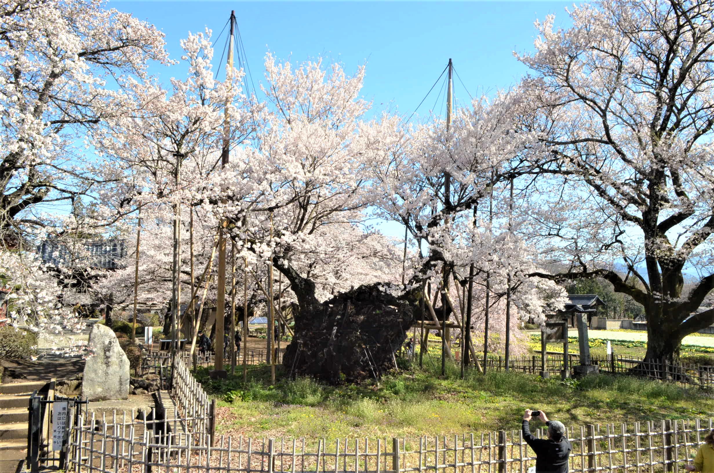日本三大桜の山高神代桜で保全のため拝観料を導入、住職「苦渋の決断