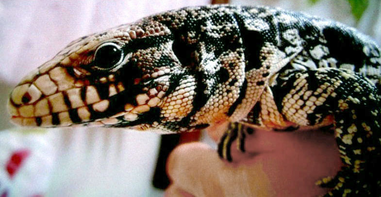 逃げた大型トカゲを捕獲 体長1・1メートル、飼い主宅付近で発見 青森