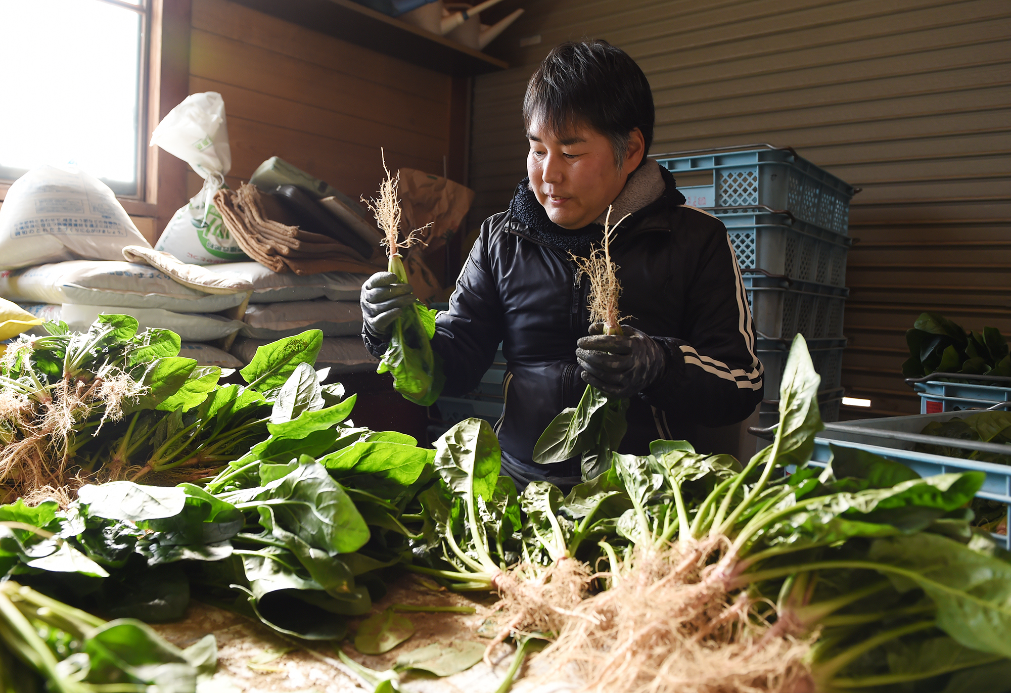 工業都市・尼崎で静かに息づく伝統野菜 農地は市域の2％もブランド