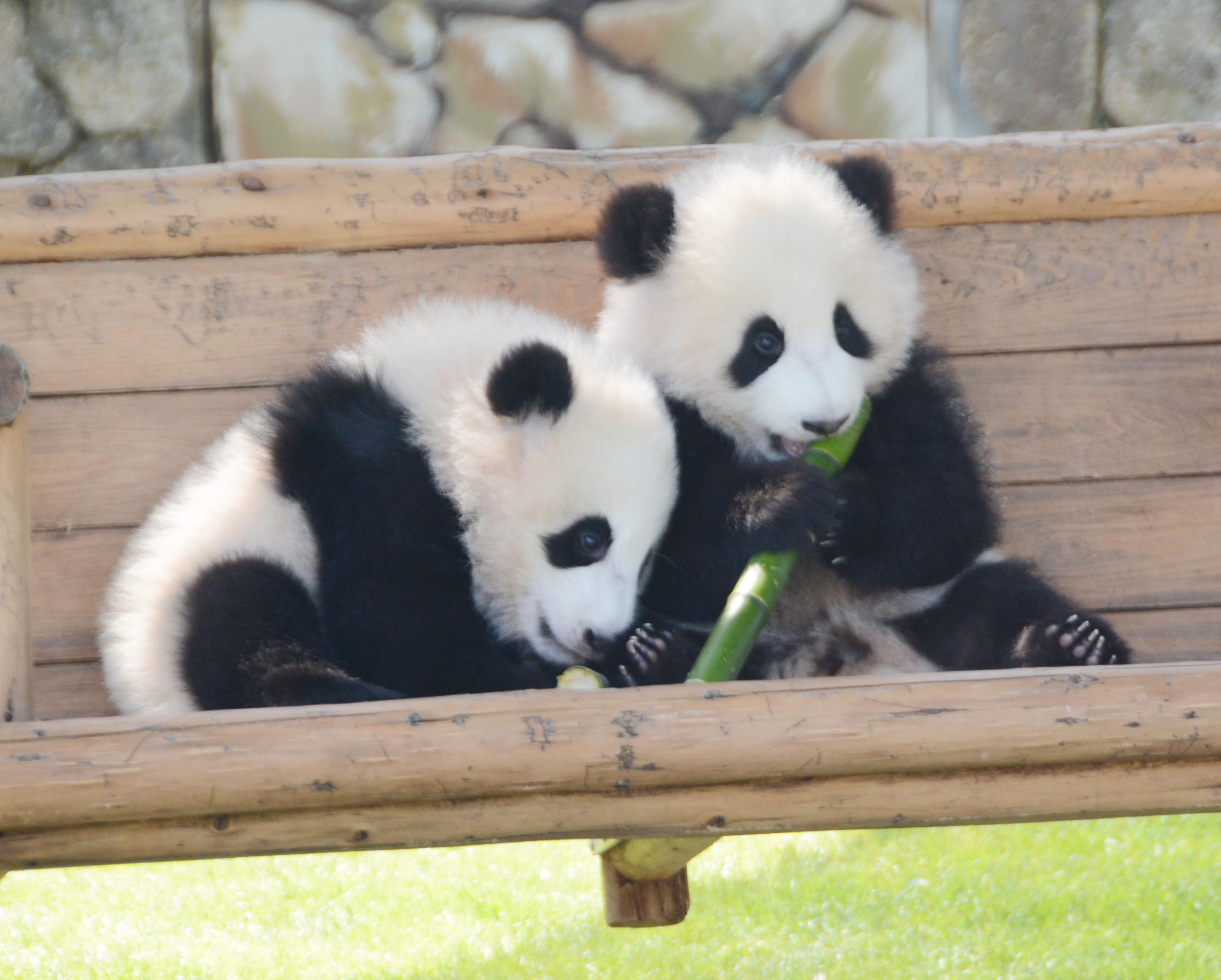 双子パンダ成育、初挑戦 上野動物園、成功例参考に - サンスポ