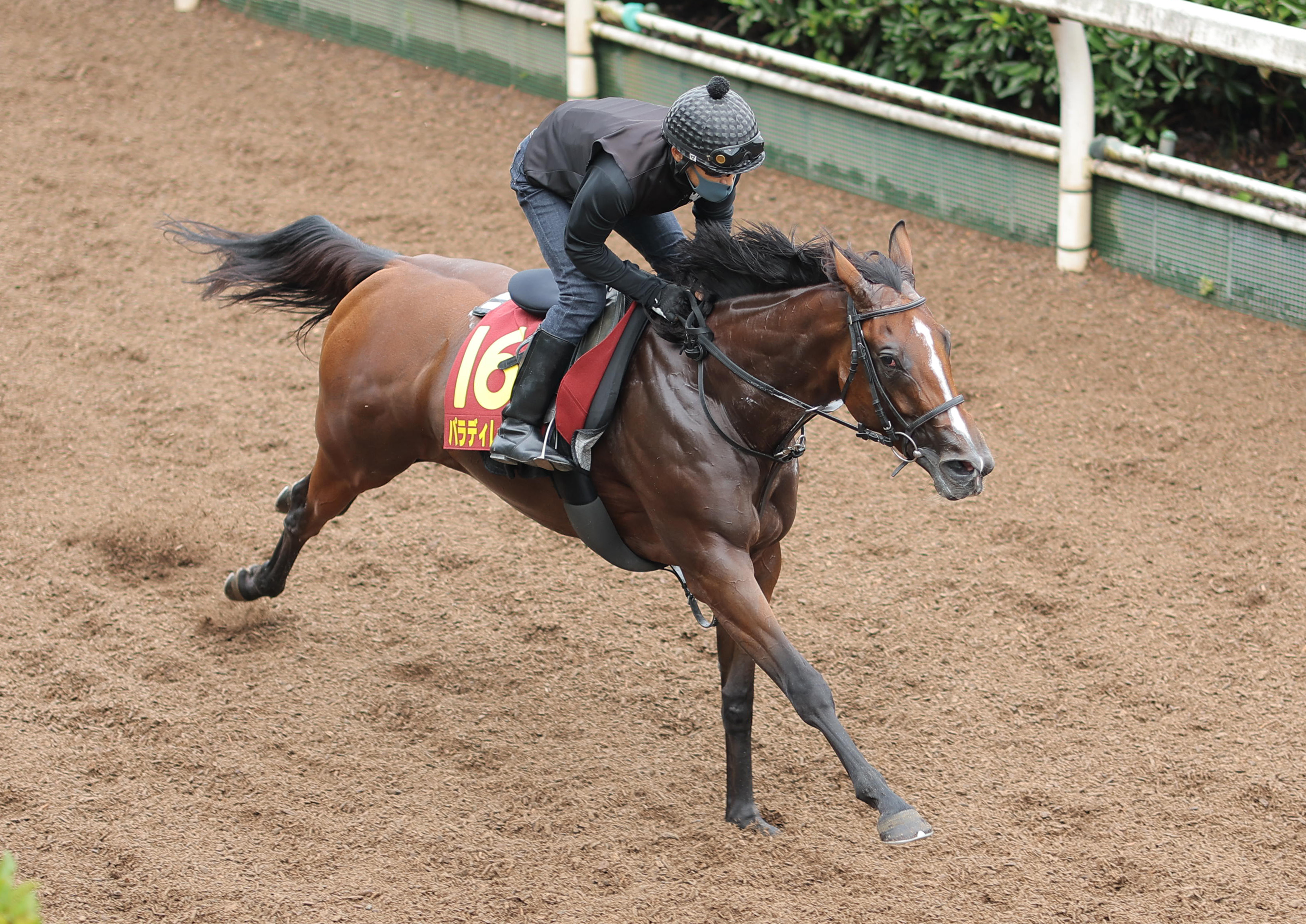 秋華賞 GⅠ予想ドキュメント ◎への道】パラディレーヌ中間全て坂路