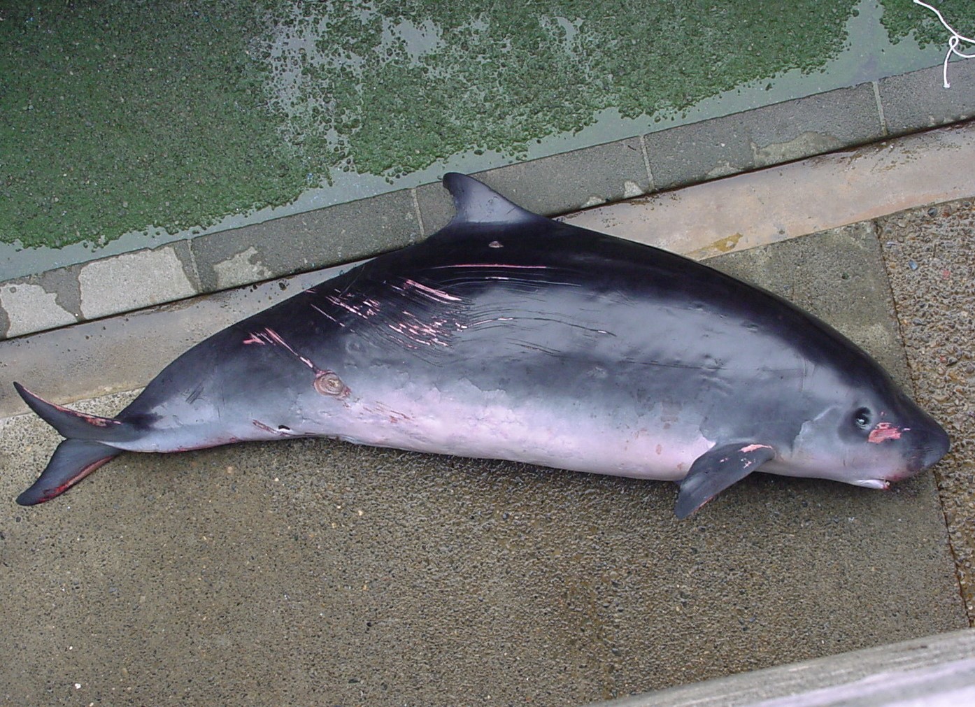 くじら日記】意外と多い迷い込むクジラ - 産経ニュース