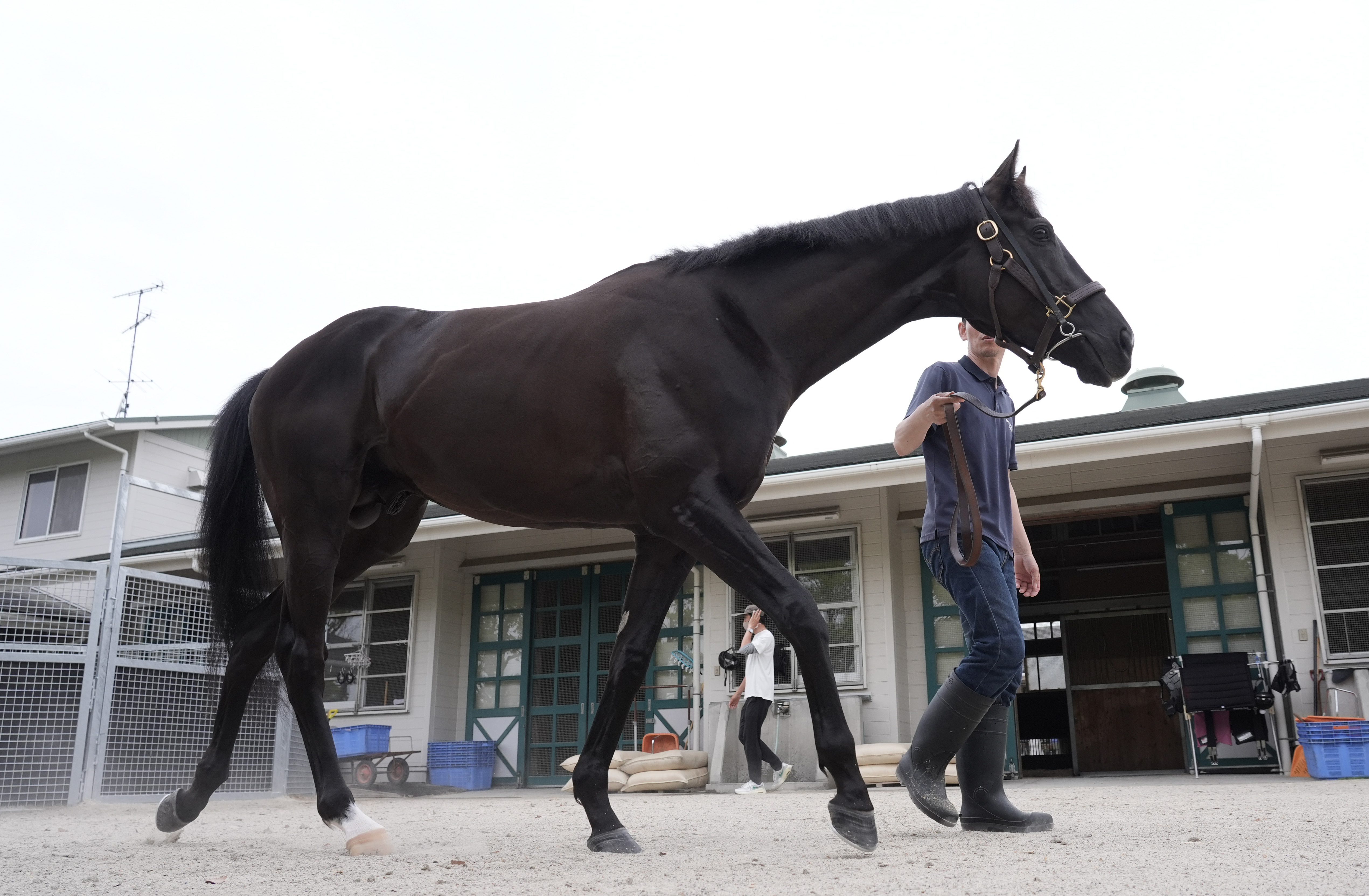 クロワデュノール　メイクデビュー〜日本ダービー 全５戦　現地購入記念馬券 クロワデュノール メイクデビュー〜日本ダービー 全5戦 現地