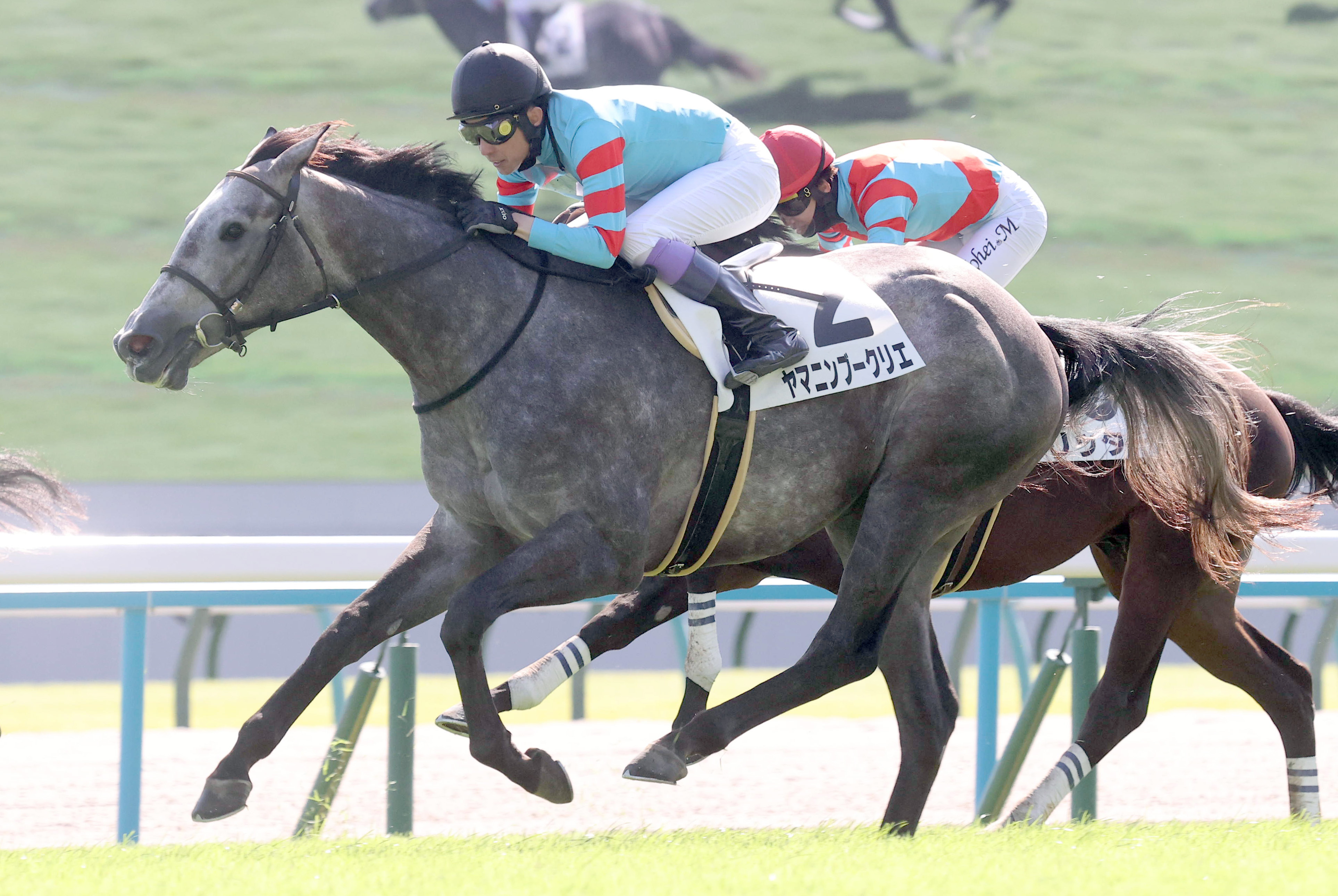 2歳新馬・京都5R】武豊騎手のヤマニンブークリエが差し切りデビュー戦V