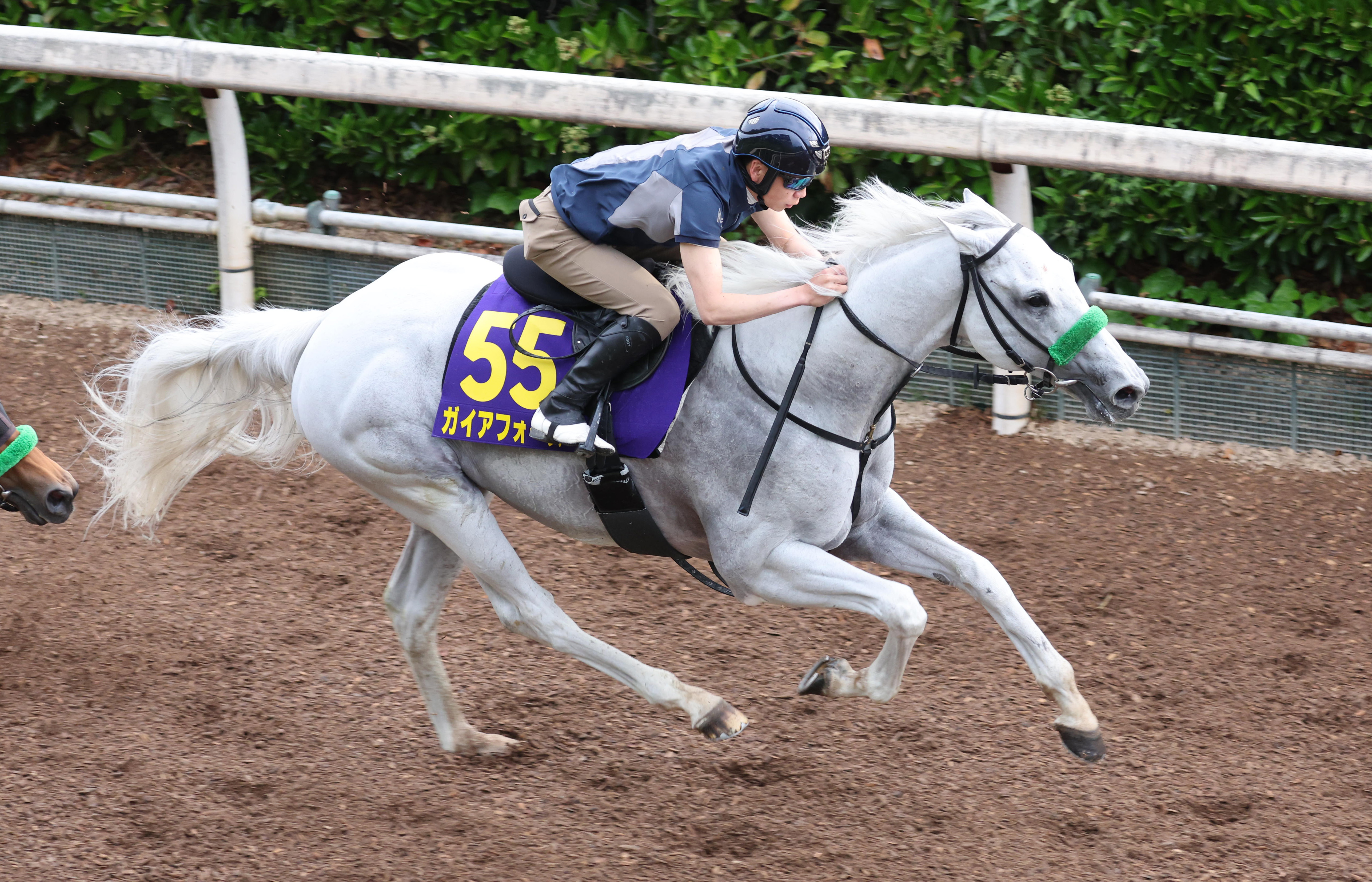 東西記者 今週の狙い馬】ガイアフォース 小川厩務員「具合は本当にいい