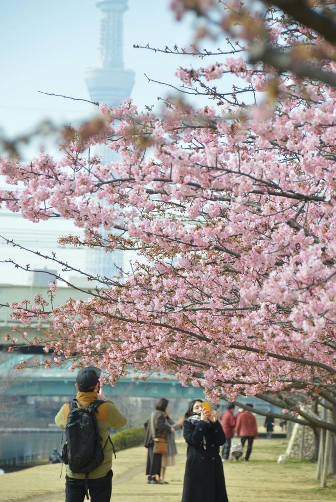 桜 河津 江戸川 区 江戸川区内の河津桜 お花見スポット【2021年2月】