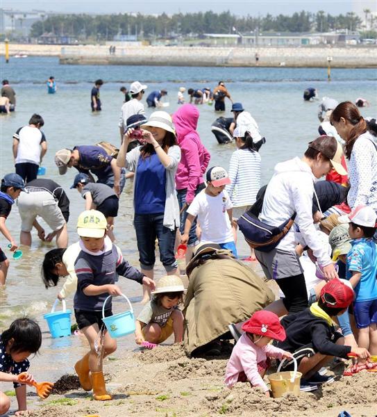 動画 見つけたかい 大阪 二色の浜で潮干狩りにぎわう 産経ニュース