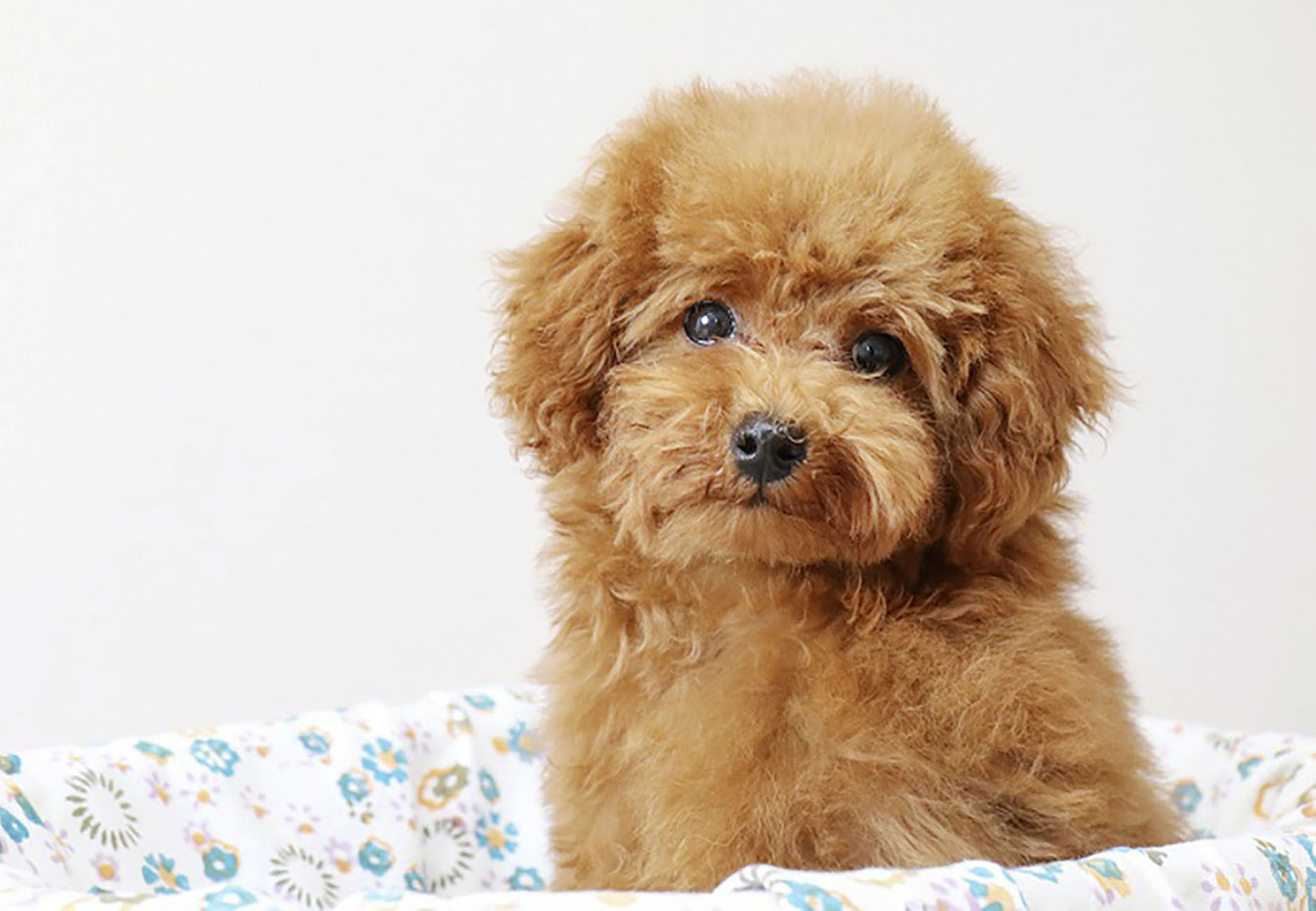 トイプードルが人気１位 １３年連続 犬種ランキング 産経ニュース