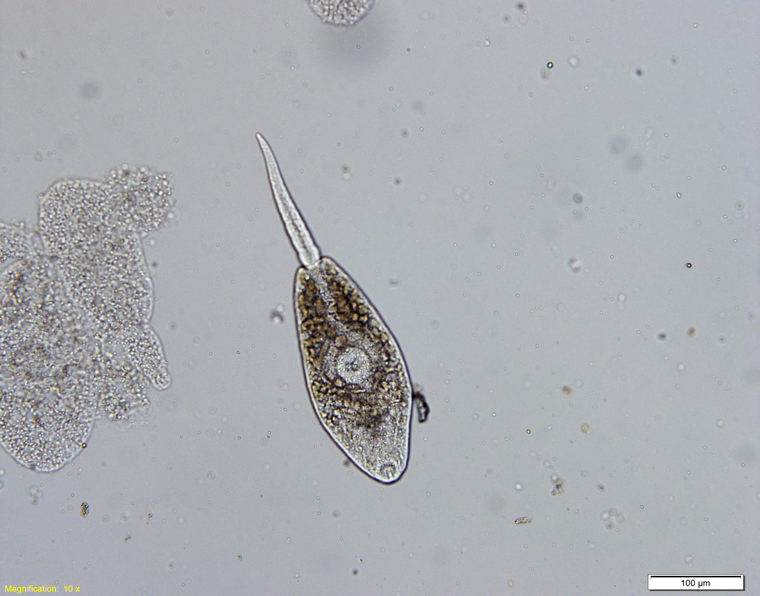 震災後の干潟で寄生虫は減 生態系未回復の可能性、高知大などの研究