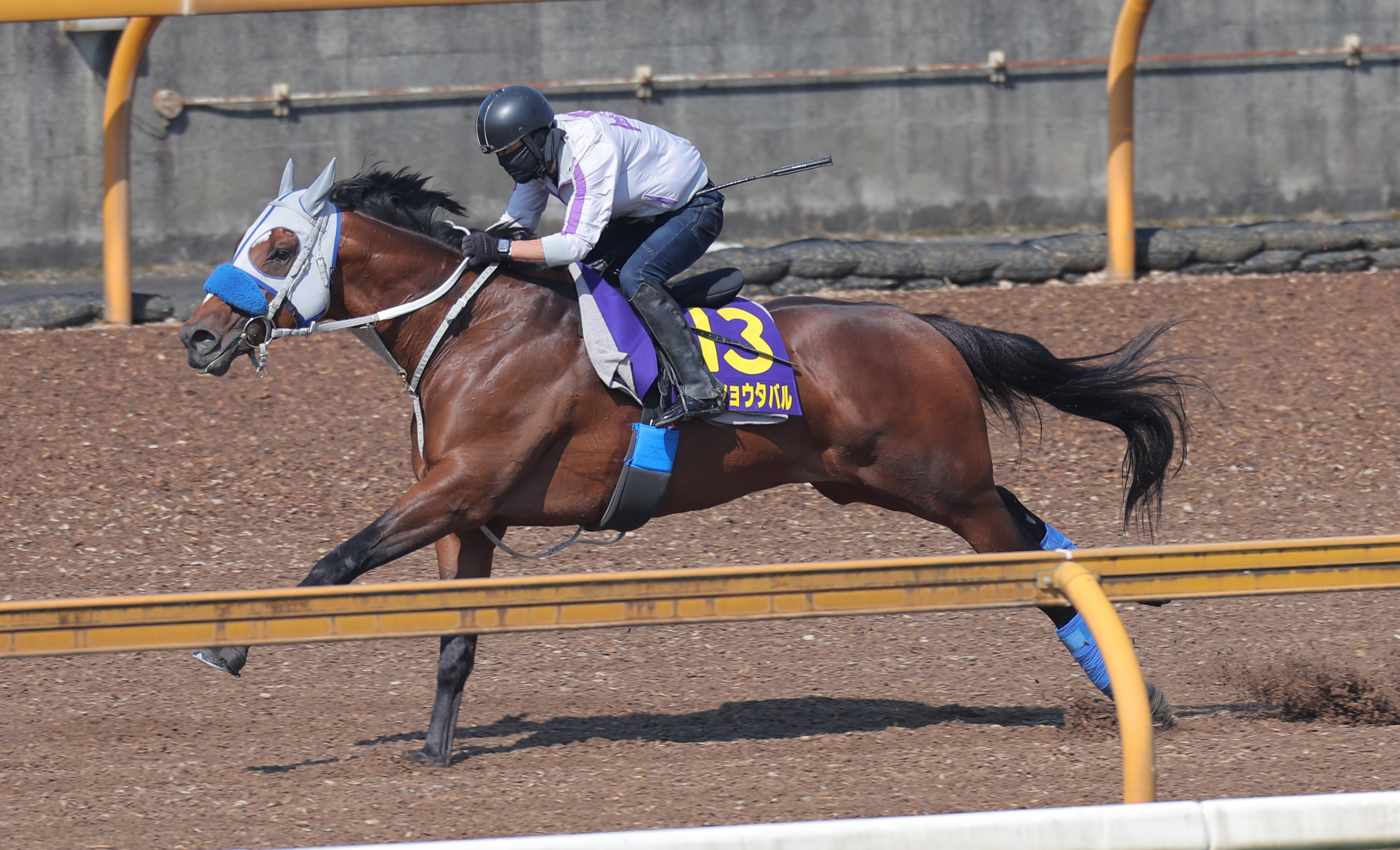 さるきち様 オーダー7枚 メイショウタバル追加 皐月賞】メイショウタバル85点 立ち姿に気性の激しさうかがえる