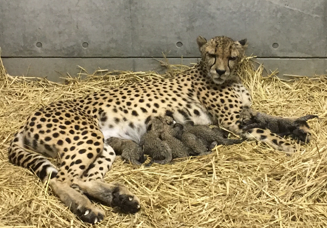 チーターの赤ちゃん６頭誕生 千葉市動物公園 産経ニュース