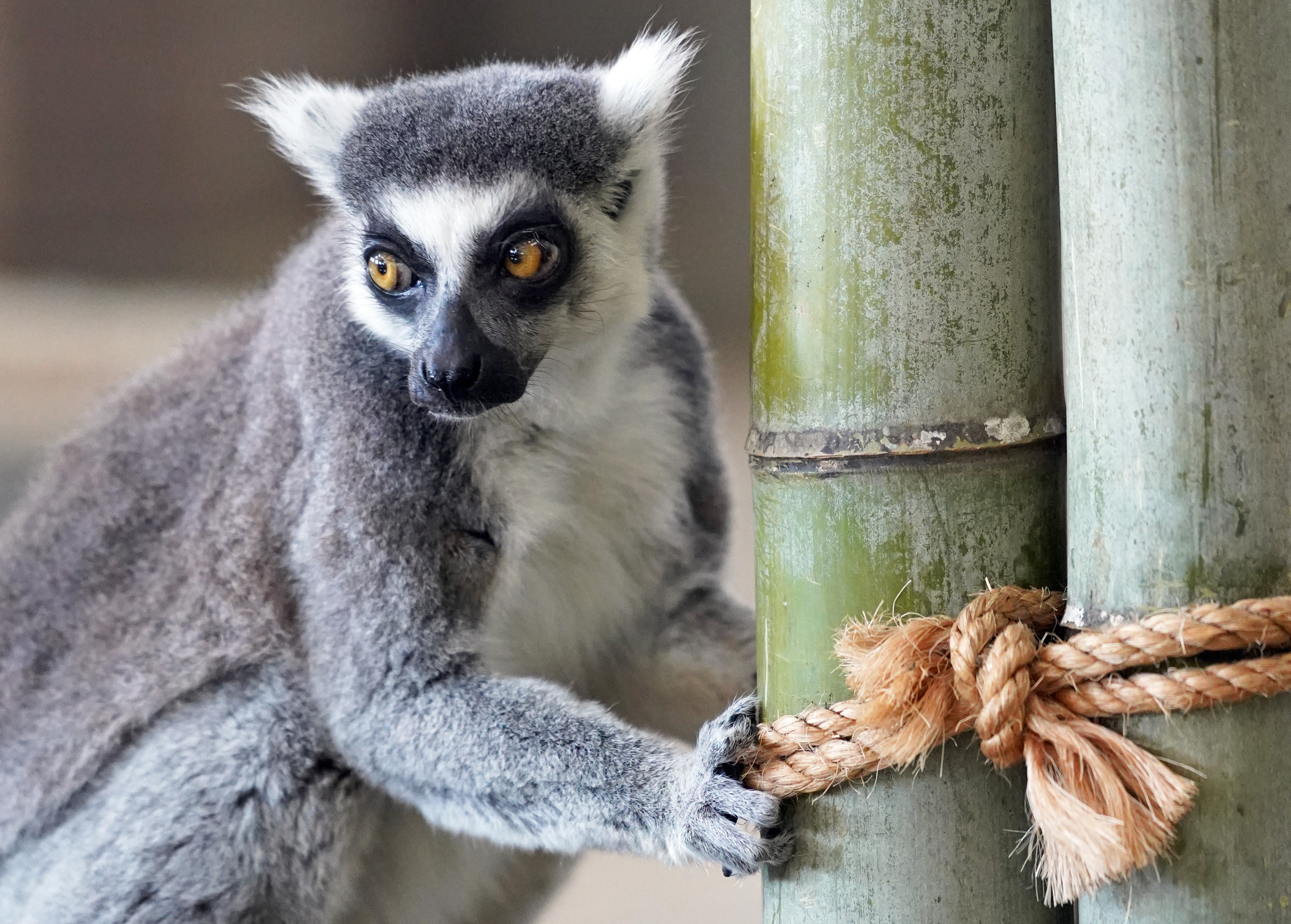 動画】個性さまざま仲よし10匹 ワオキツネザル ニフレル（吹田市