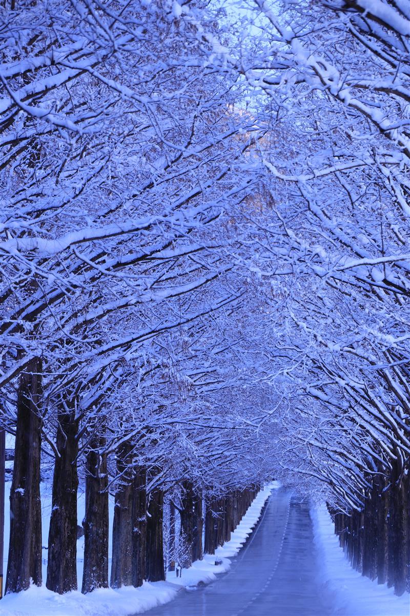 もとは防風林のメタセコイア並木が紅葉100選になるまで（1/2ページ