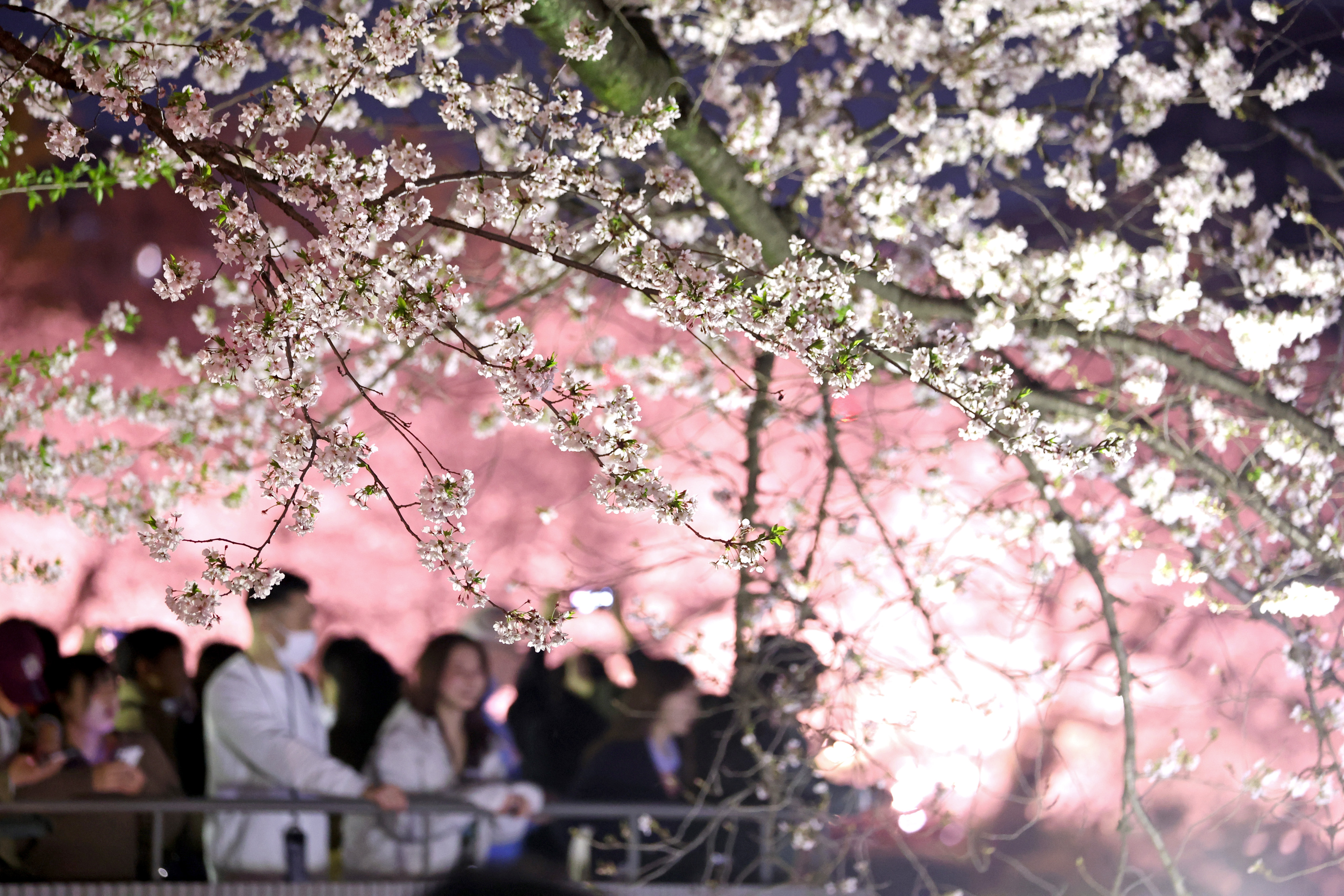 千鳥ヶ淵で夜桜ライトアップ 花見客でにぎわう - 産経ニュース