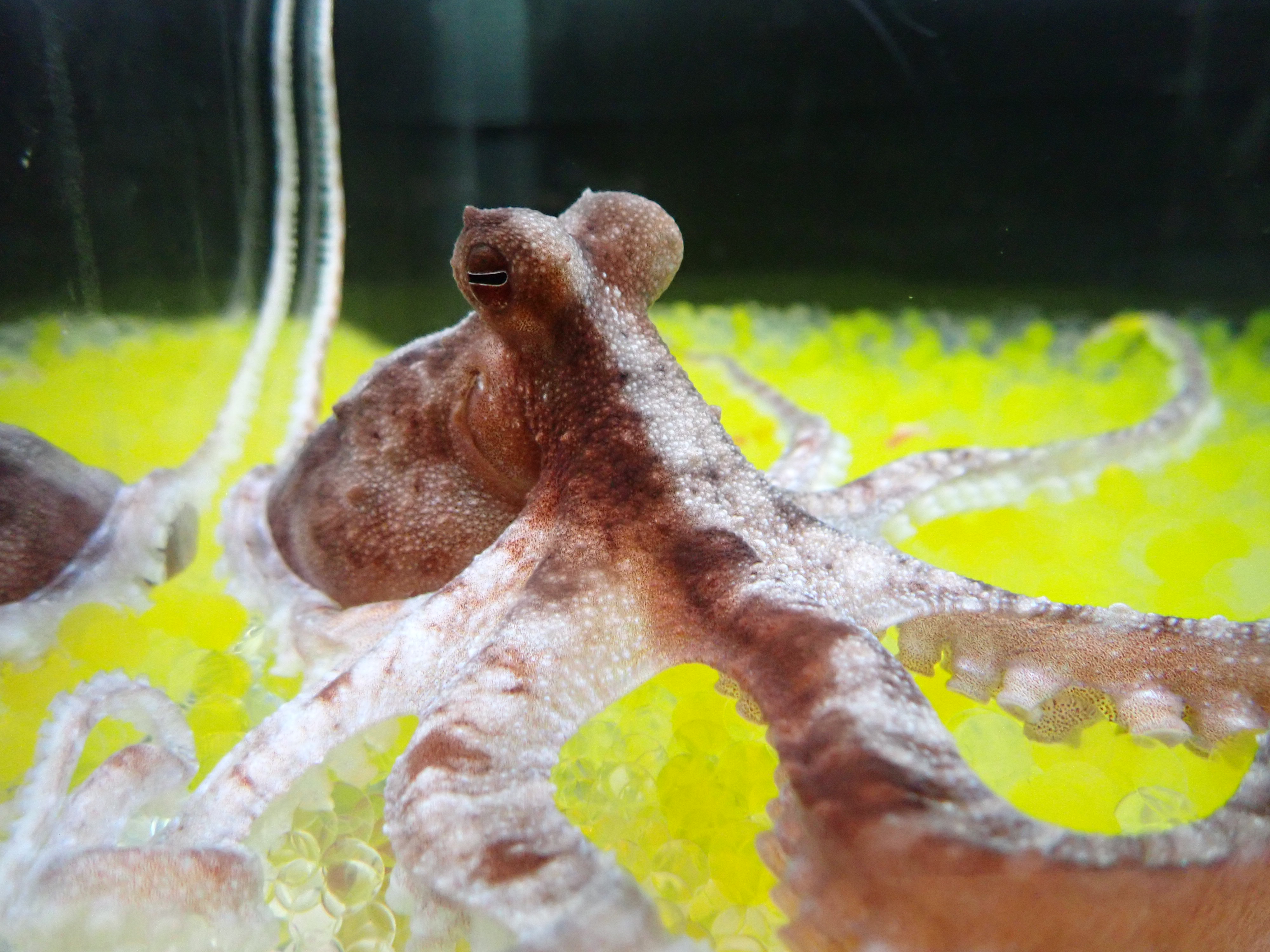 動画】タコも「偽の腕」を自分のものと錯覚 高度な情報処理を琉球大