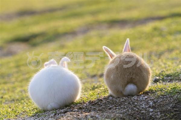 写真集チラ見せ】なんともカワイイうさぎがいっぱい！ 癒やされ、悶絶